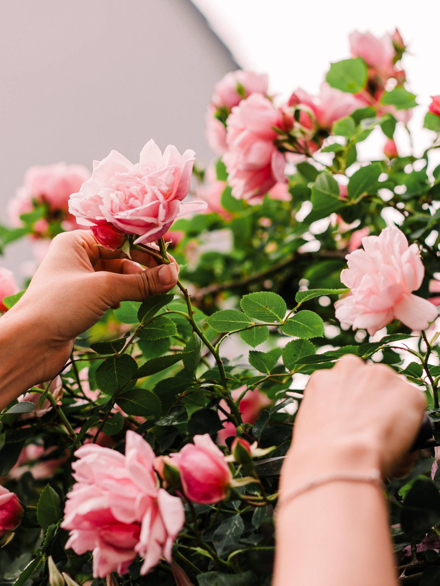 Woman cuts rose from bush