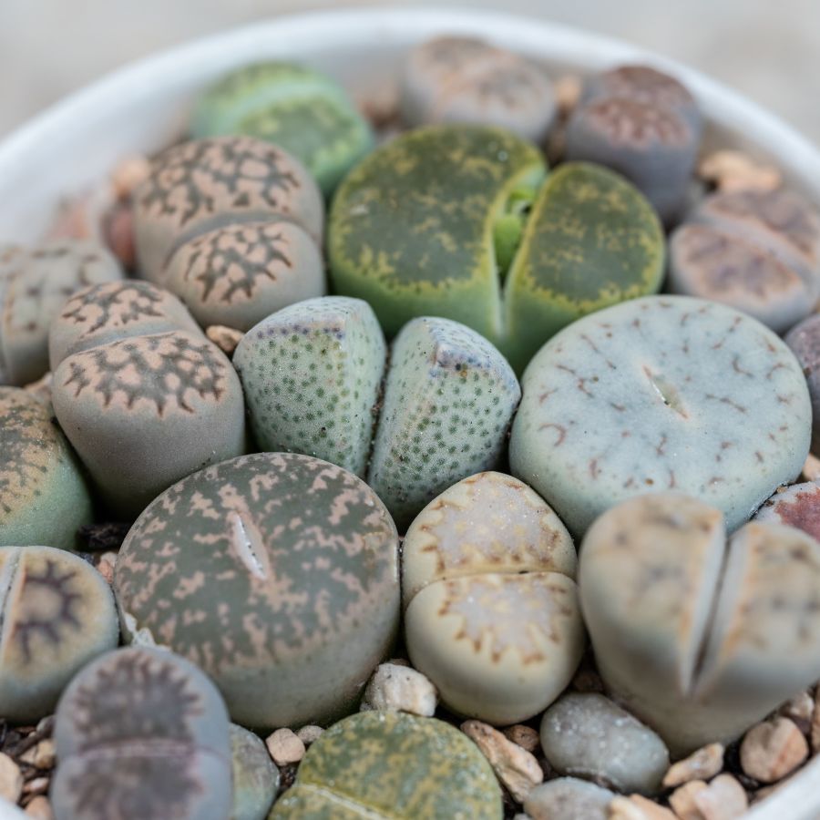 Lithops succulent plant in a pot