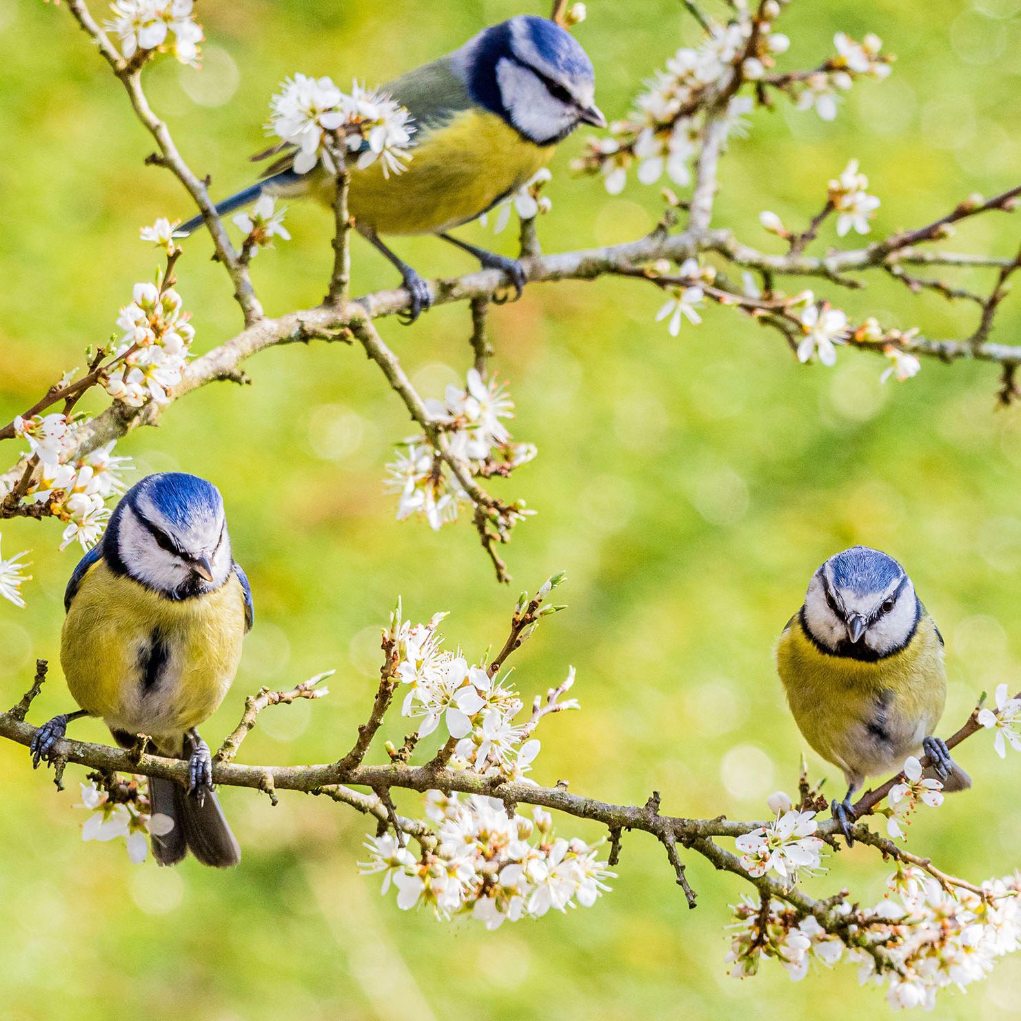 Spring Tithe Tithe Chartúin Fíor