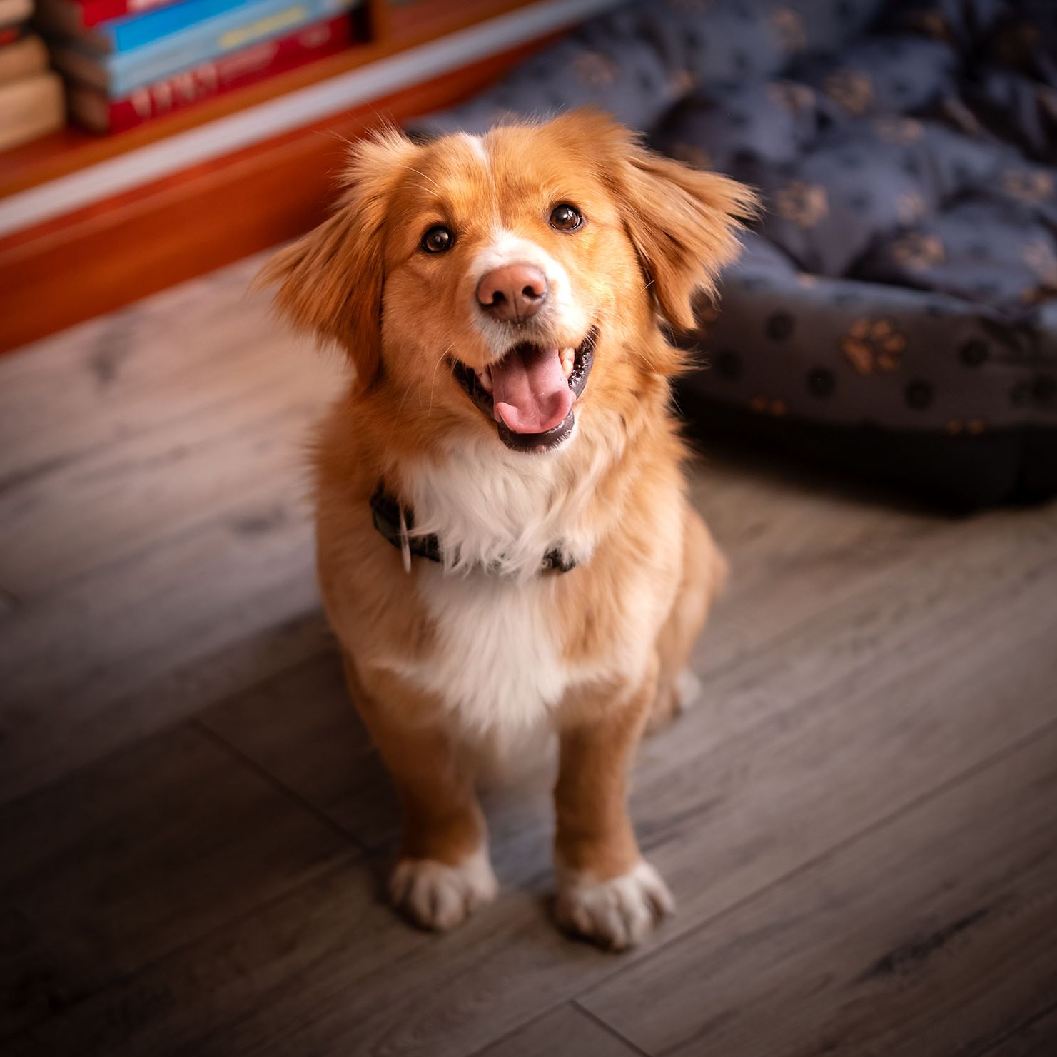 How to Stop Excessive Dog Barking