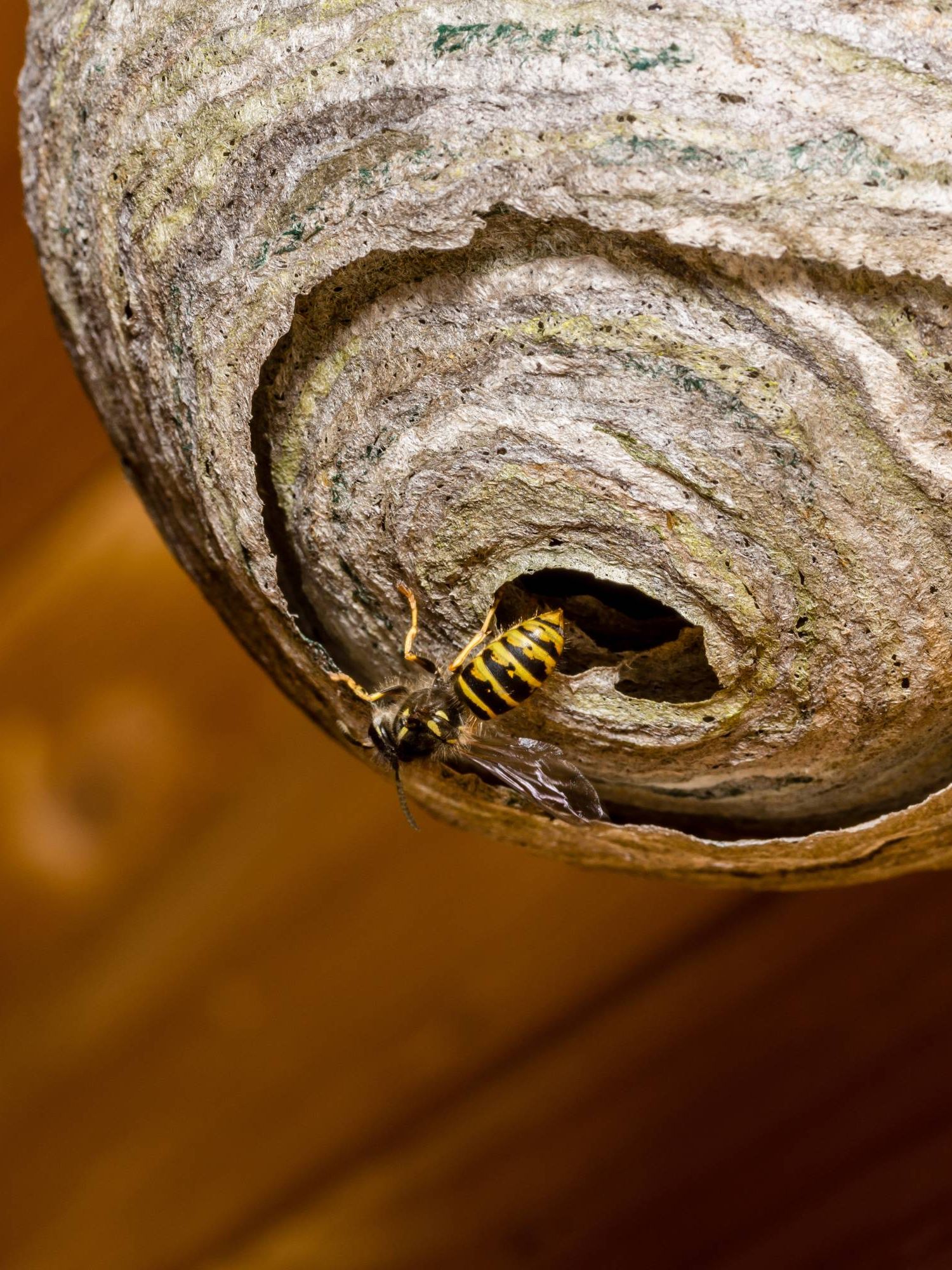 Wasps building a nest