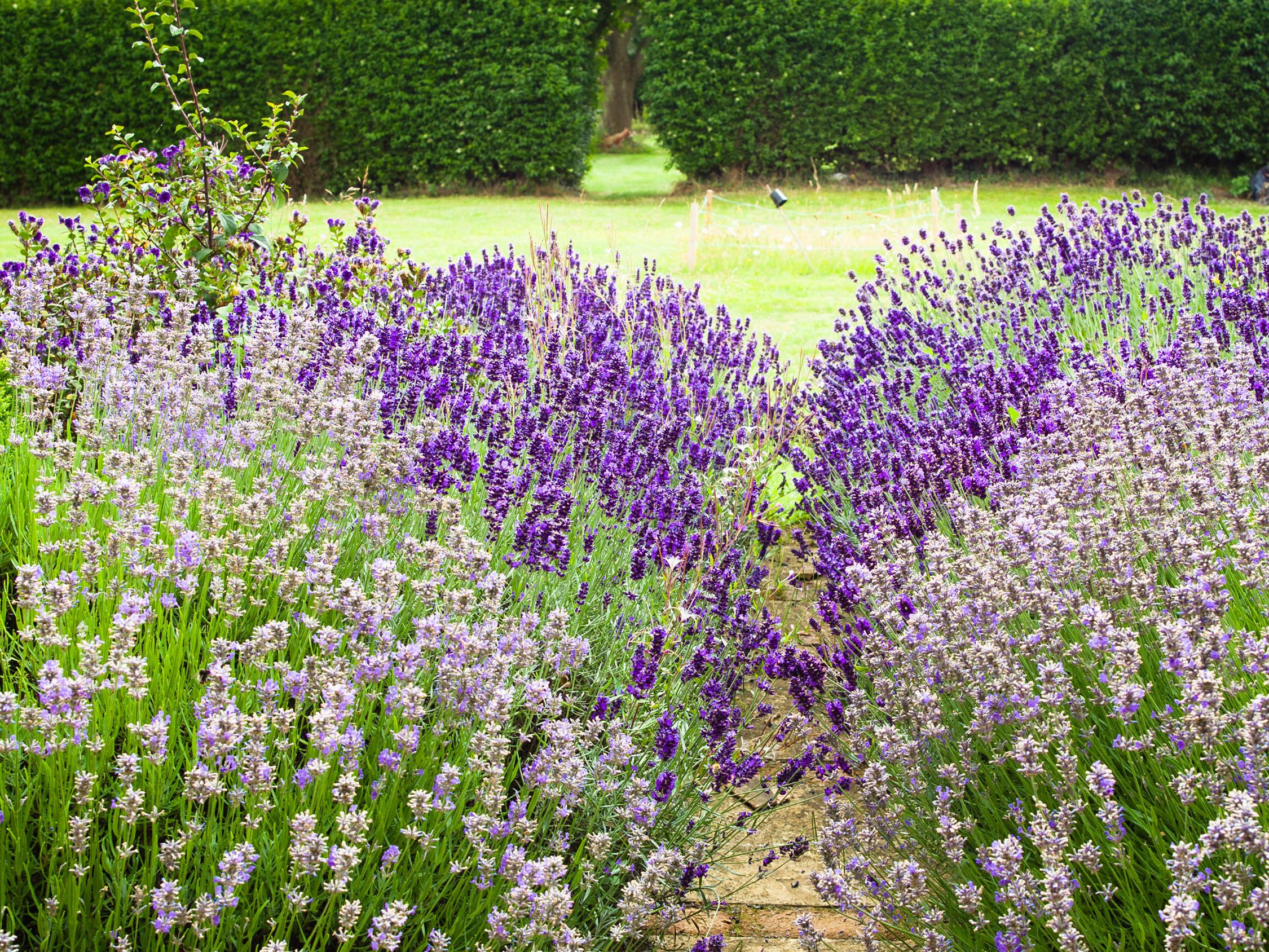 How to plant a lavender hedge | Gardeningetc