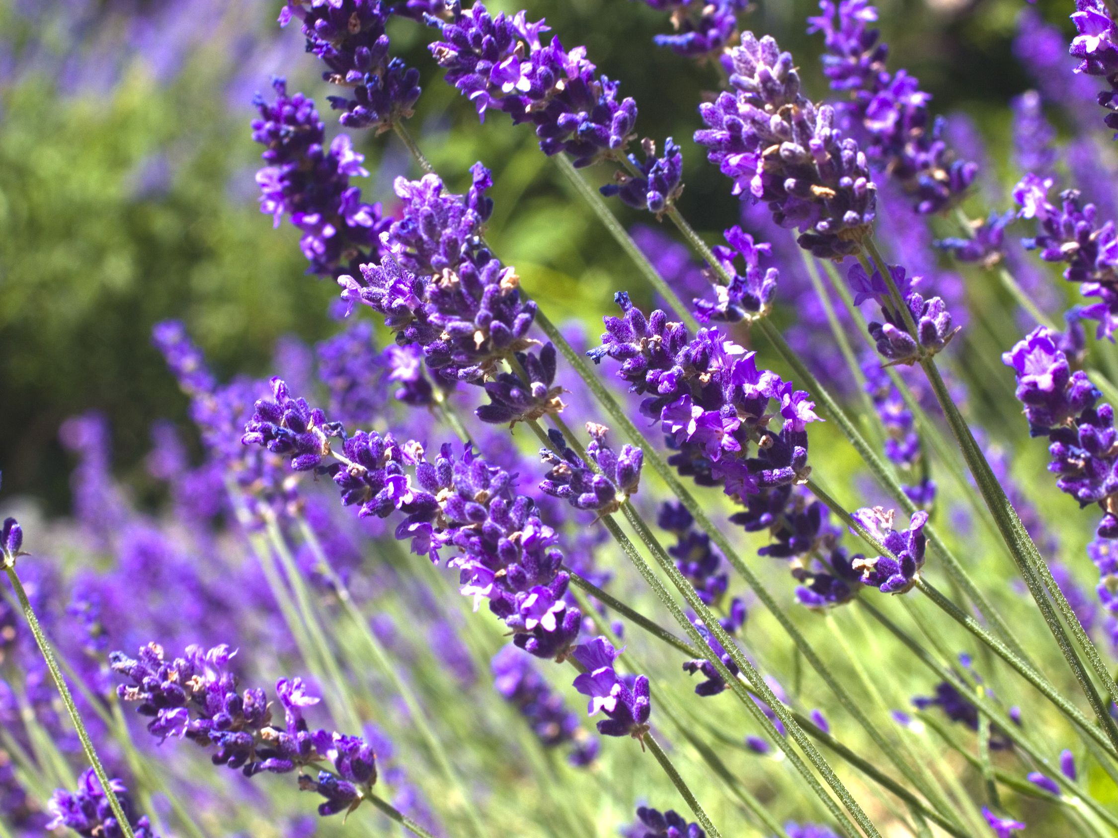 5 plants that love full sun: add these to your planting scheme |  Gardeningetc