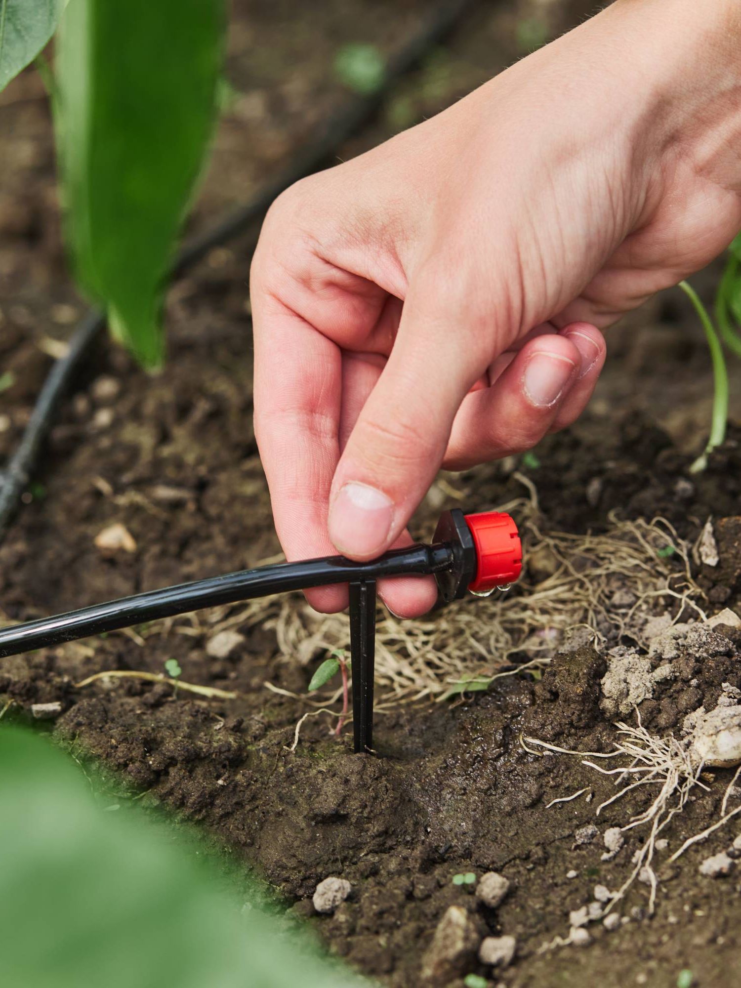 Installing drip irrigation