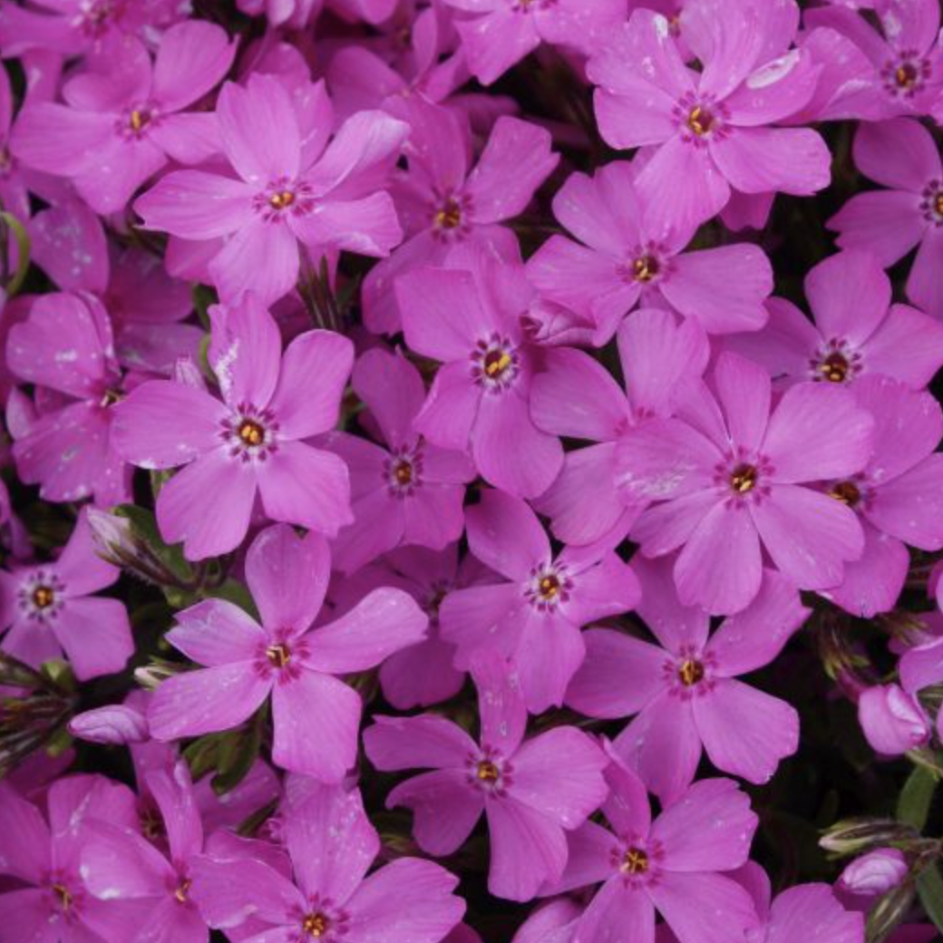 Emerald Pink Creeping Phlox