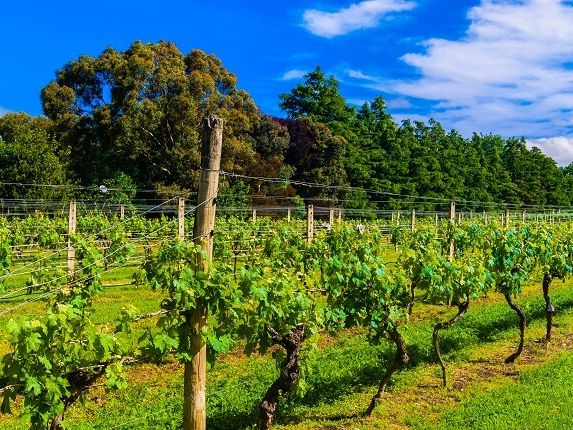 New Zealand 2016: Red wines to buy, including top Pinot Noir