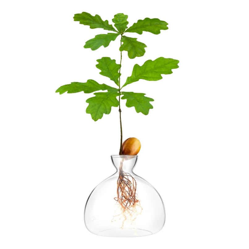 Amazon oak tree acorn vase kit