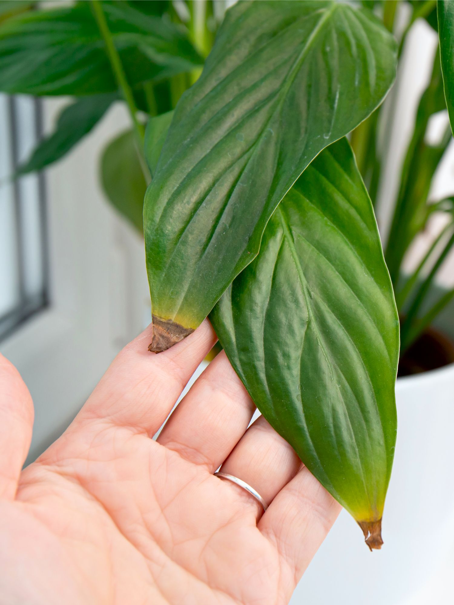 Hand holding peace lily leaves with visible brown, dried tips, highlighting a common sign of plant stress.
