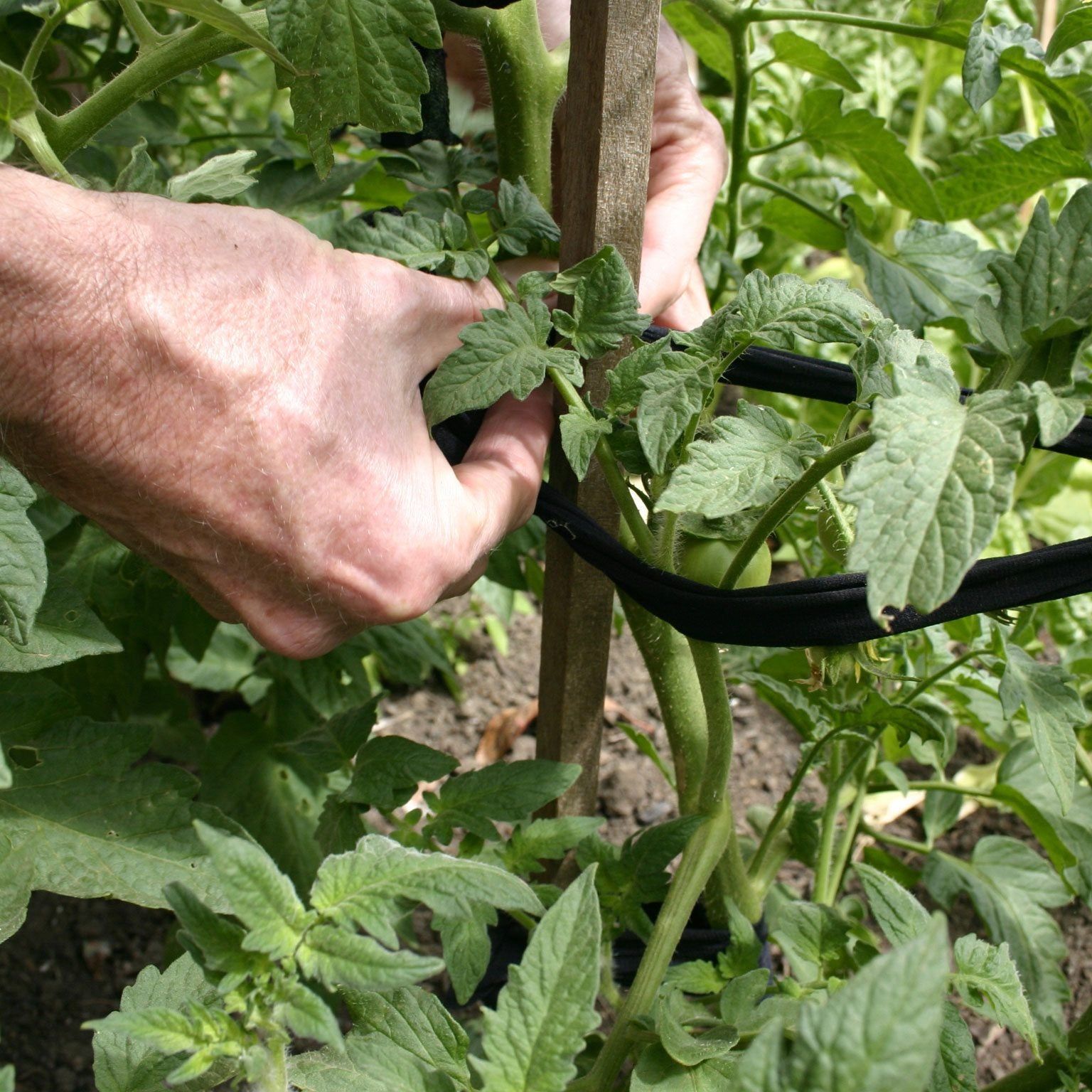 Discover The Best Way To Stake Tomatoes: Tips for Staking Tomato Plants |  Gardening Know How