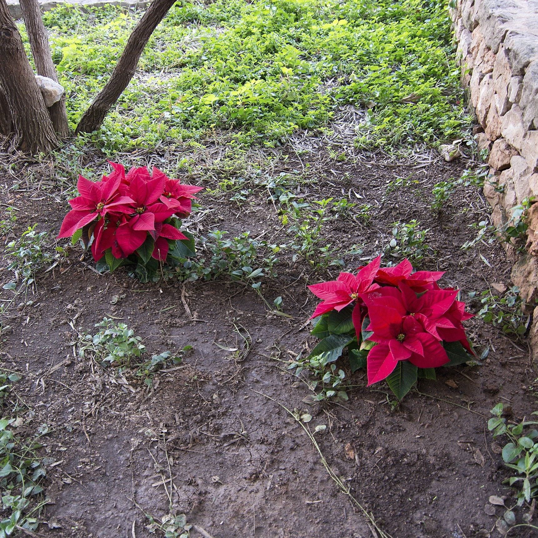 Growing Poinsettia Plants Outside: Tips On Planting Poinsettias Outdoors  Growing Poinsettia Plants Outside: Tips On Planting Poinsettias Outdoors |  Gardening Know How
