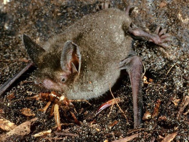 GETLINE BAT・TSUMADACHI TL-271 PRO SELECT LIMITED WOOD BAT – BLACK