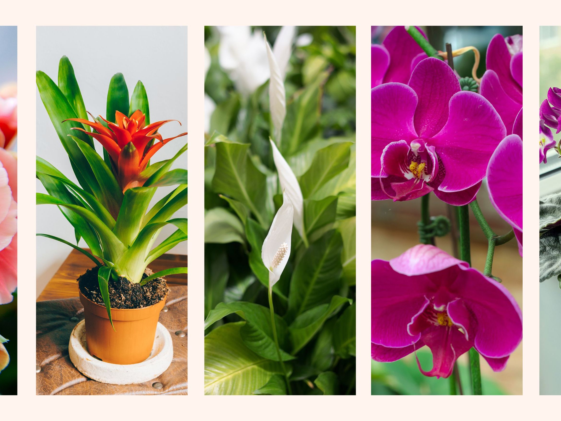 indoor plant fertiliser NutriDense Organic Indoor Plant Food, 5.0oz  Mari's Gardens