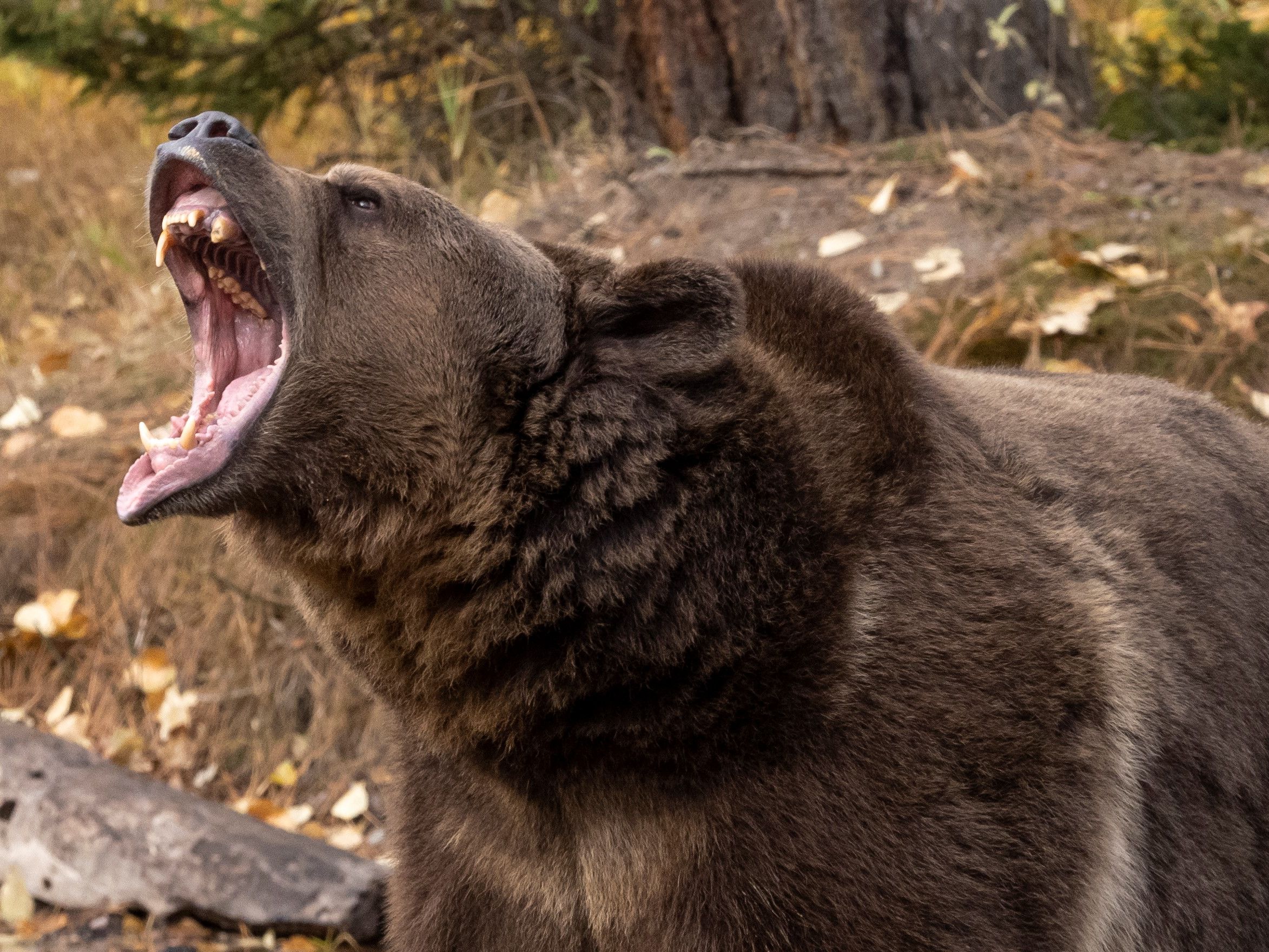 Grizzly bear filmed brutally mauling black bear in rare footage | Live  Science