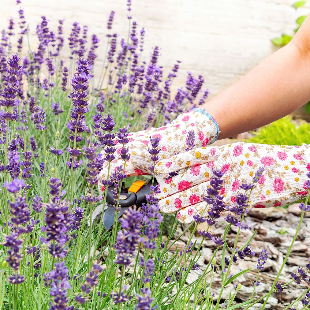 How to extend the life of your lavender  experts share their tips | Tom's  Guide