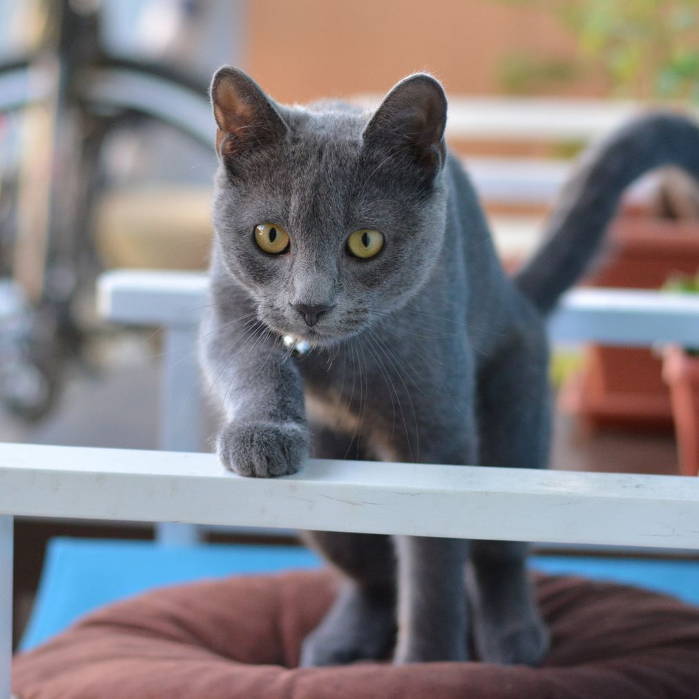 Seven gorgeous gray cat breeds that make wonderful companions