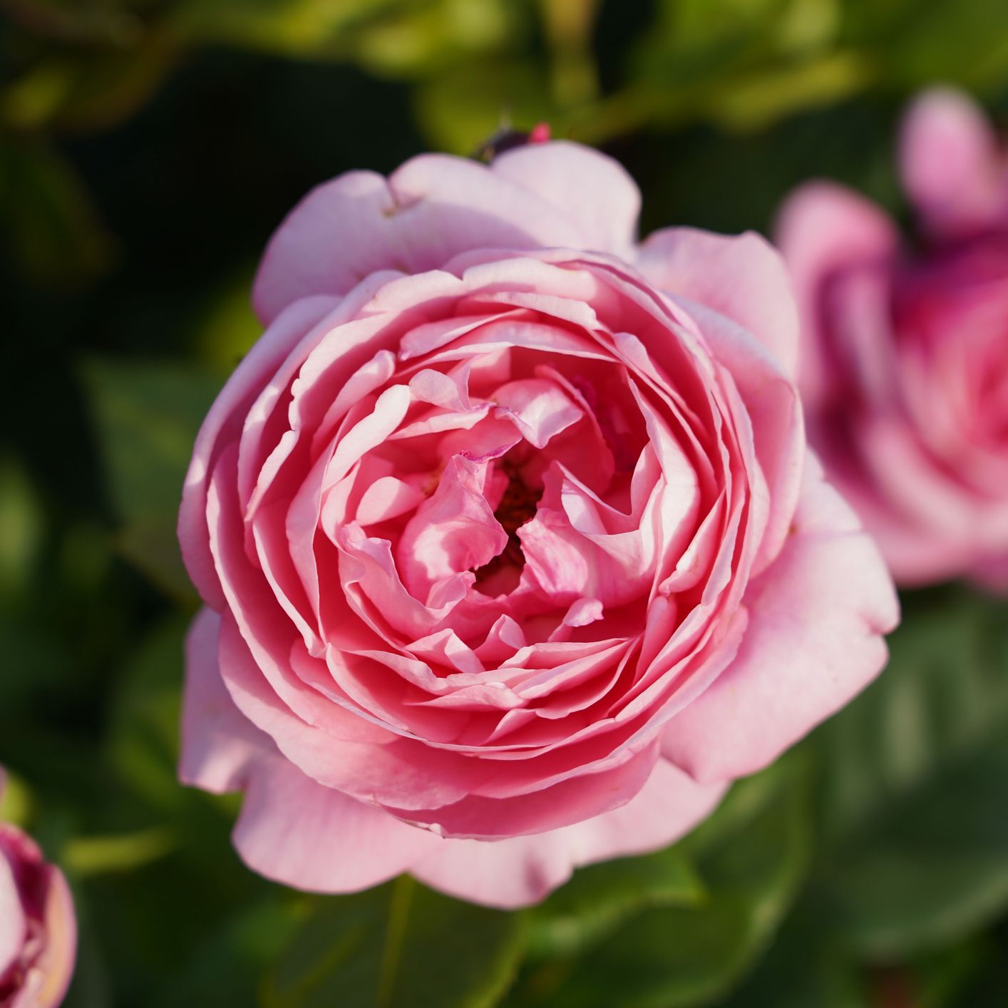 A closeup shot of pink Constance Spry rose with blurred background