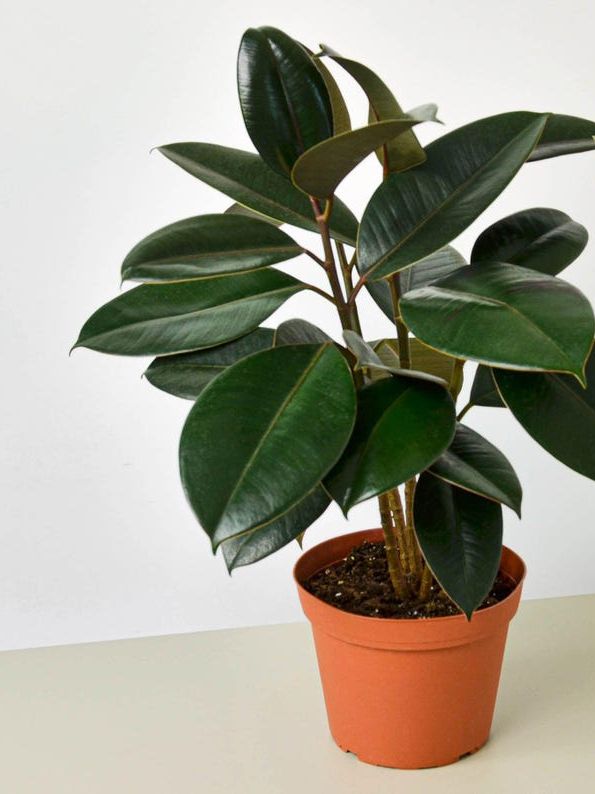 Ficus Elastica Burgundy, Rubber Plant, Rubber Tree, Live Houseplant, Dark Glossy Leaves, Indoor Evergreen Tree, Air Purifying, Bright Light