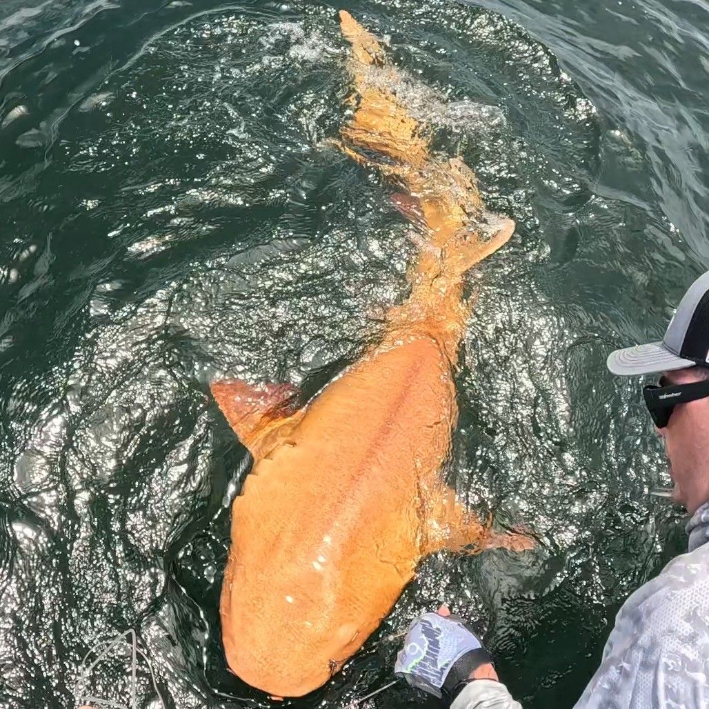 ORNAGE SHARK