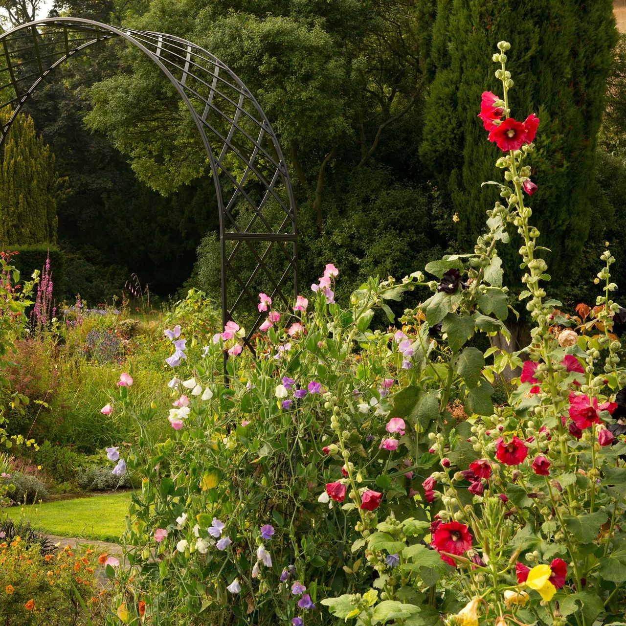 hollyhocks, sweetpeas, and garden arch