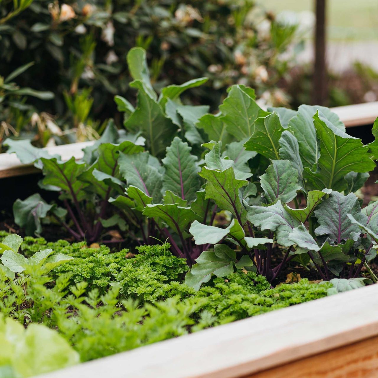 vegetables growing in raised bed
