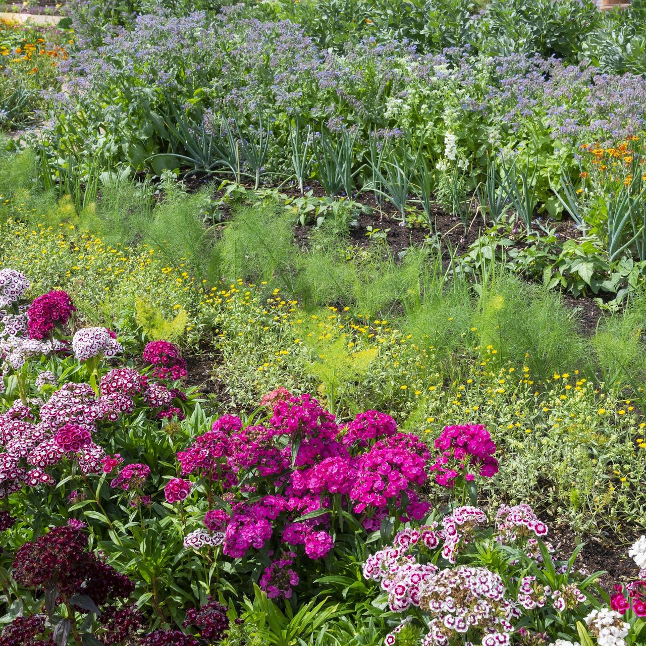 Sweet Williams in flower beside herbs and vegetables in an English garden