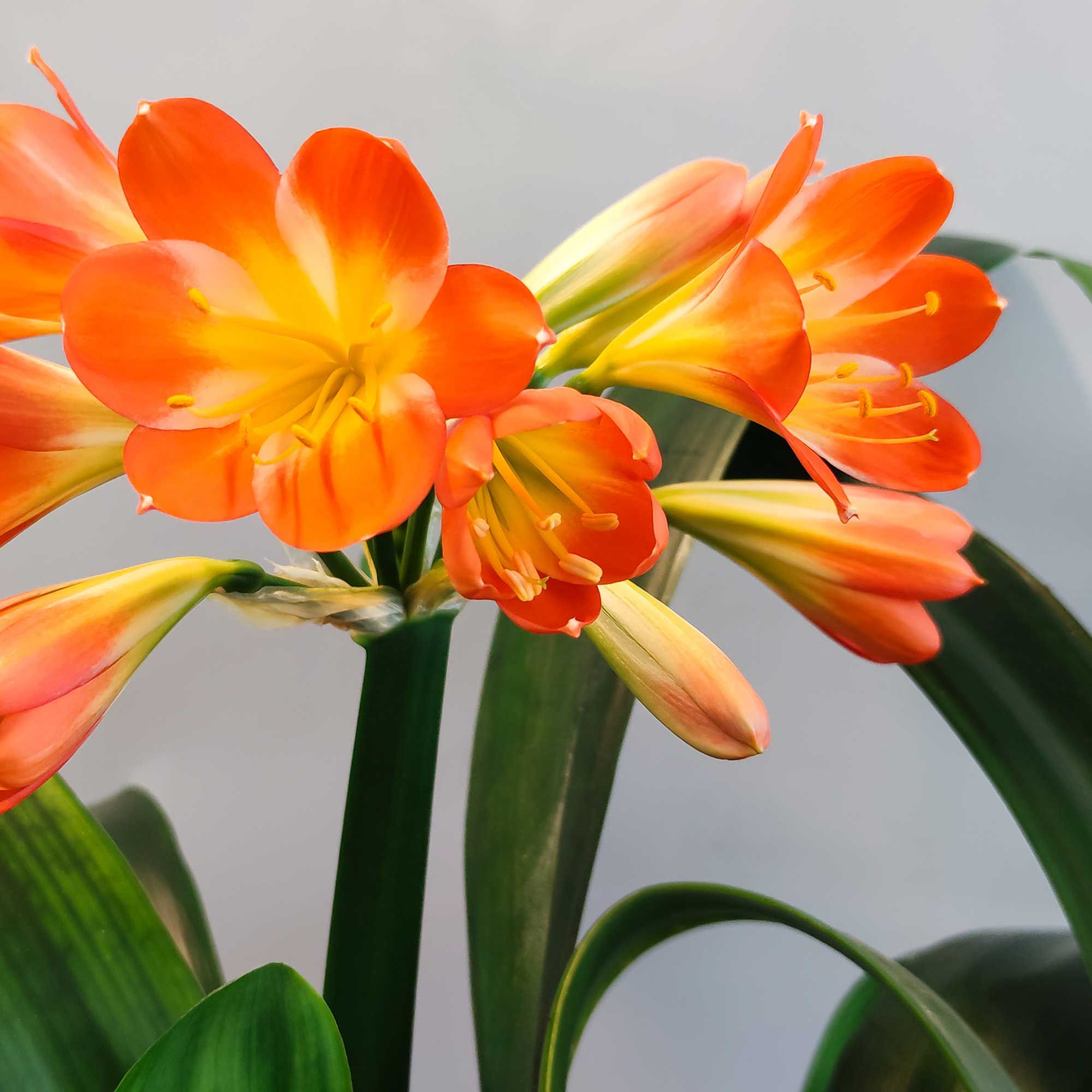 clivia flowers