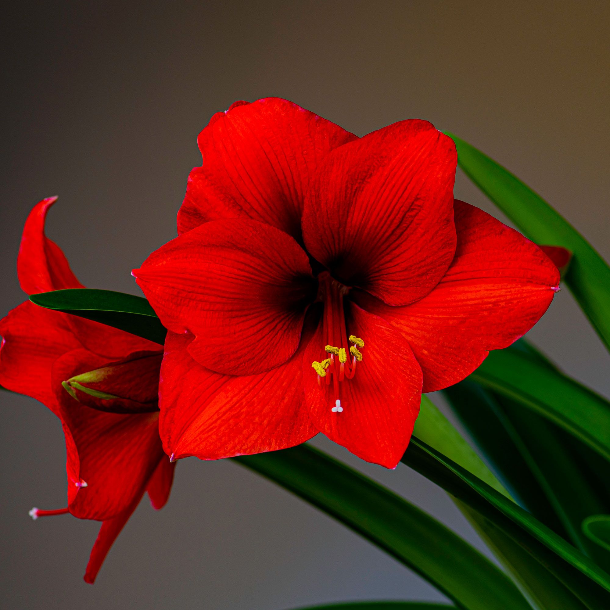 red amaryllis flowers and leaves