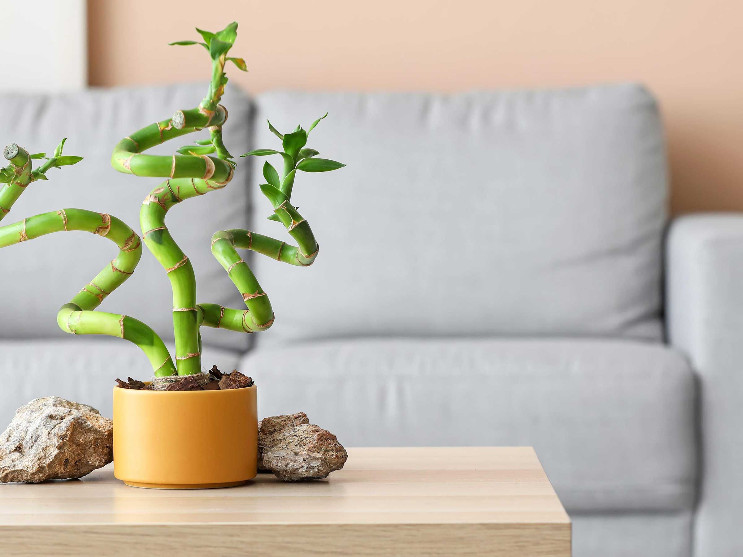 Lucky bamboo plant care  7 expert tips | Real Homes