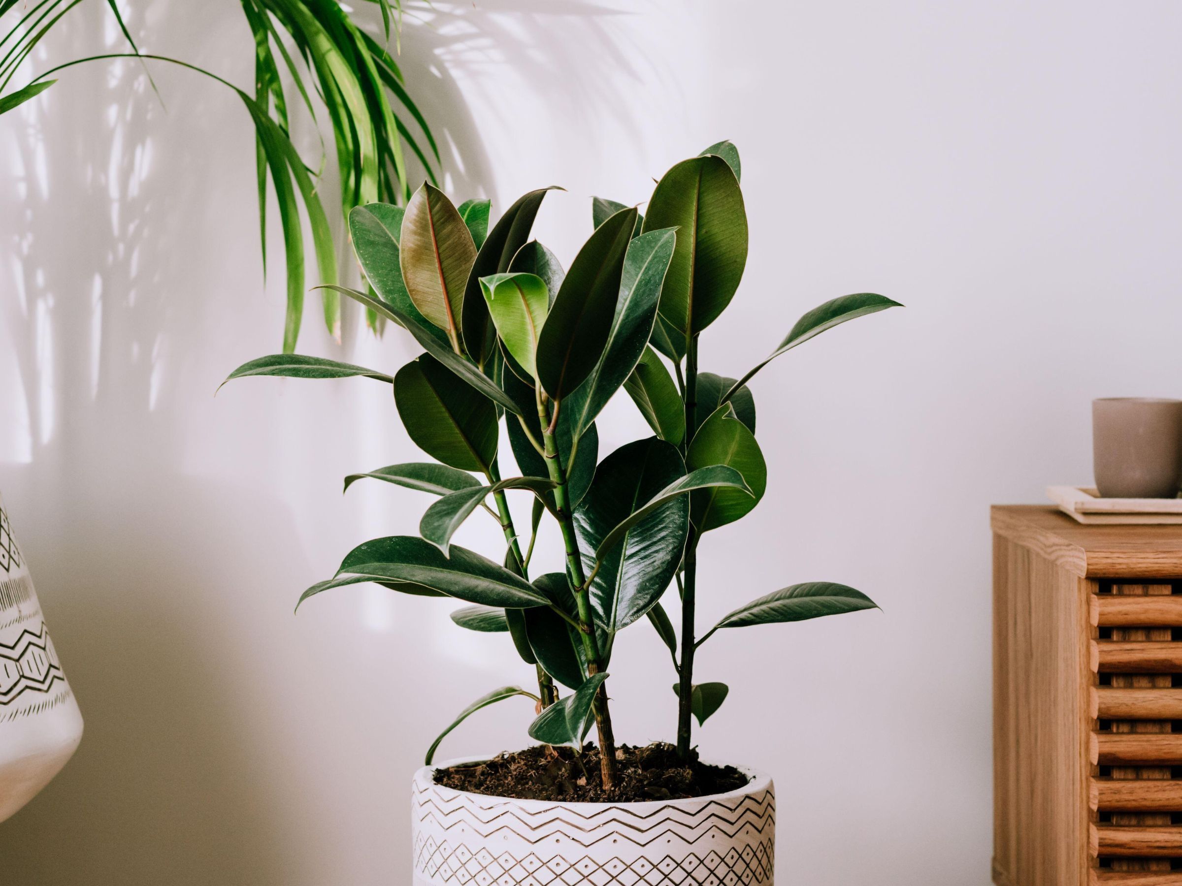 money tree chula vista Money Tree 'Guiana Chestnut' Pachira Braid