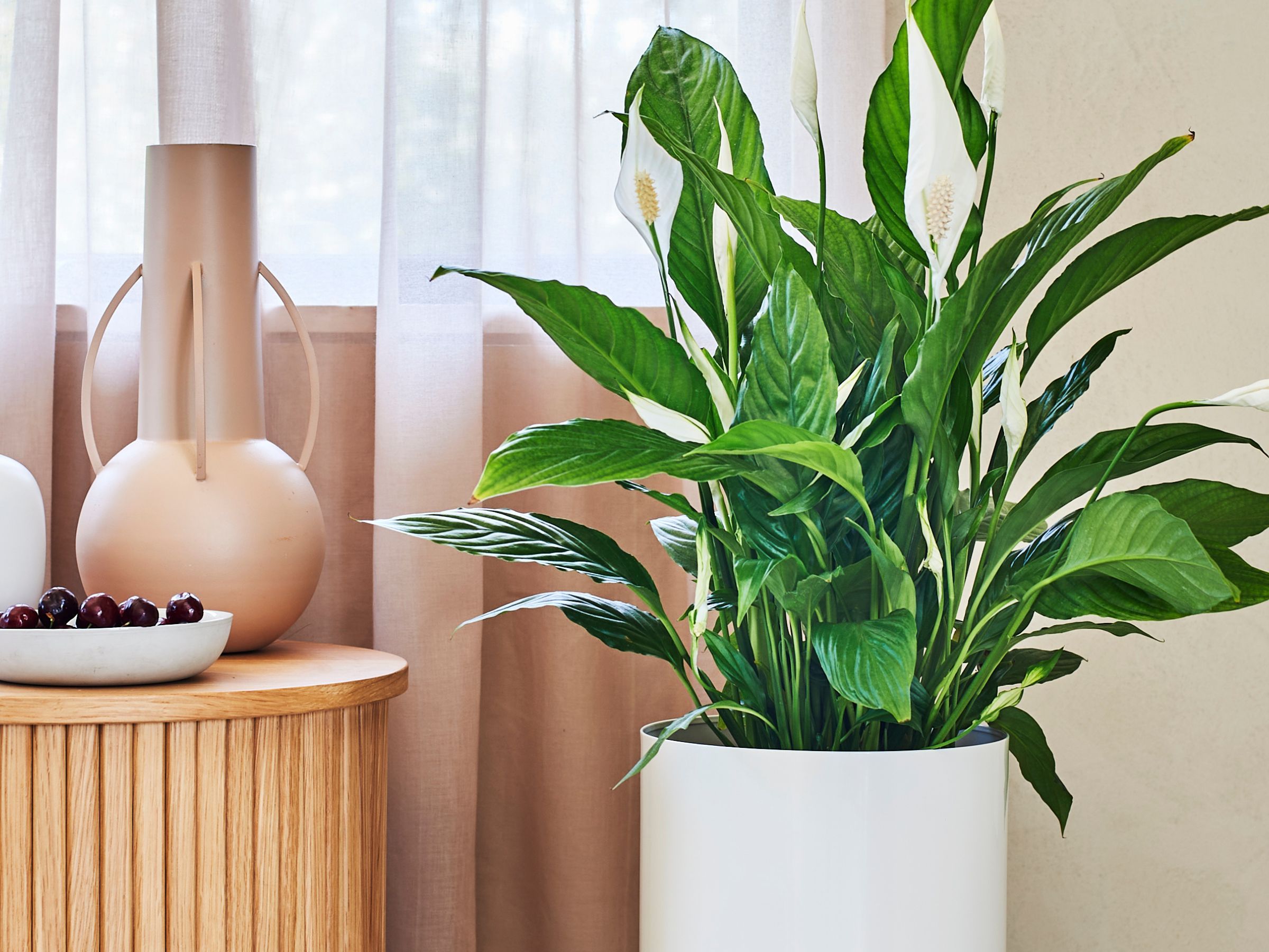 5 best places to put a peace lily the home | Ideal Home