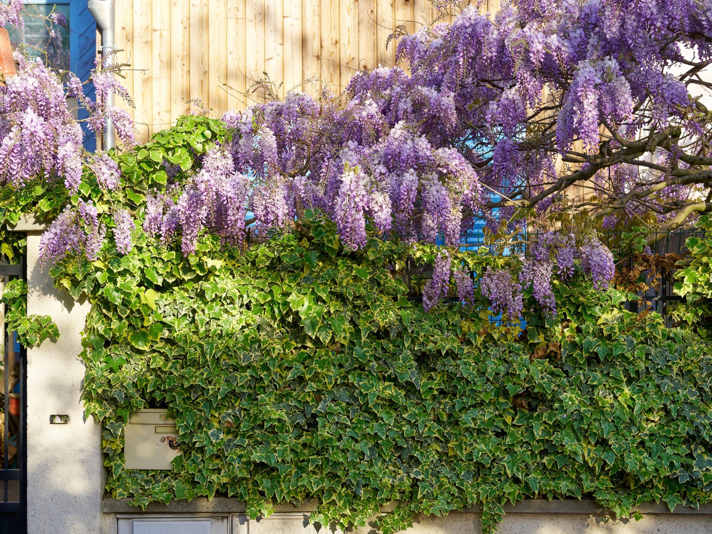purple wisteria American Wisteria – 5 Seeds main image 1