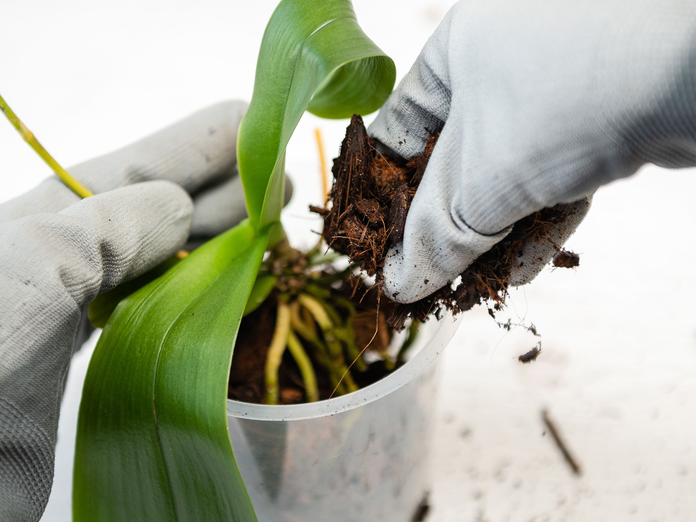 How To Pick The Best Orchid Potting Medium For Happy Plants | Gardening  Know How