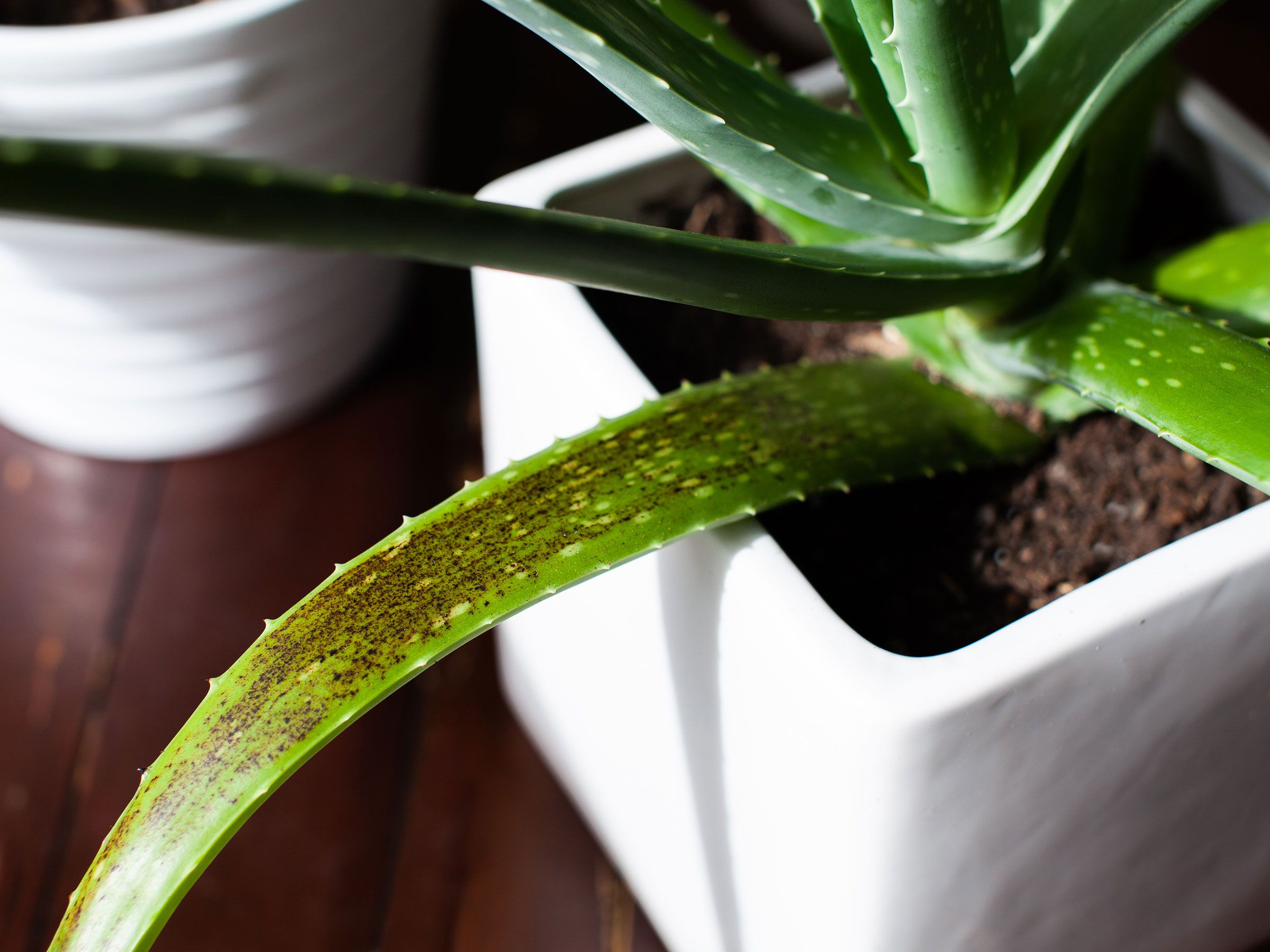 aloe vera gel zahnfleisch apotheke Aloe Vera Gel aus Apotheke  Feuchtigkeit & Pflege