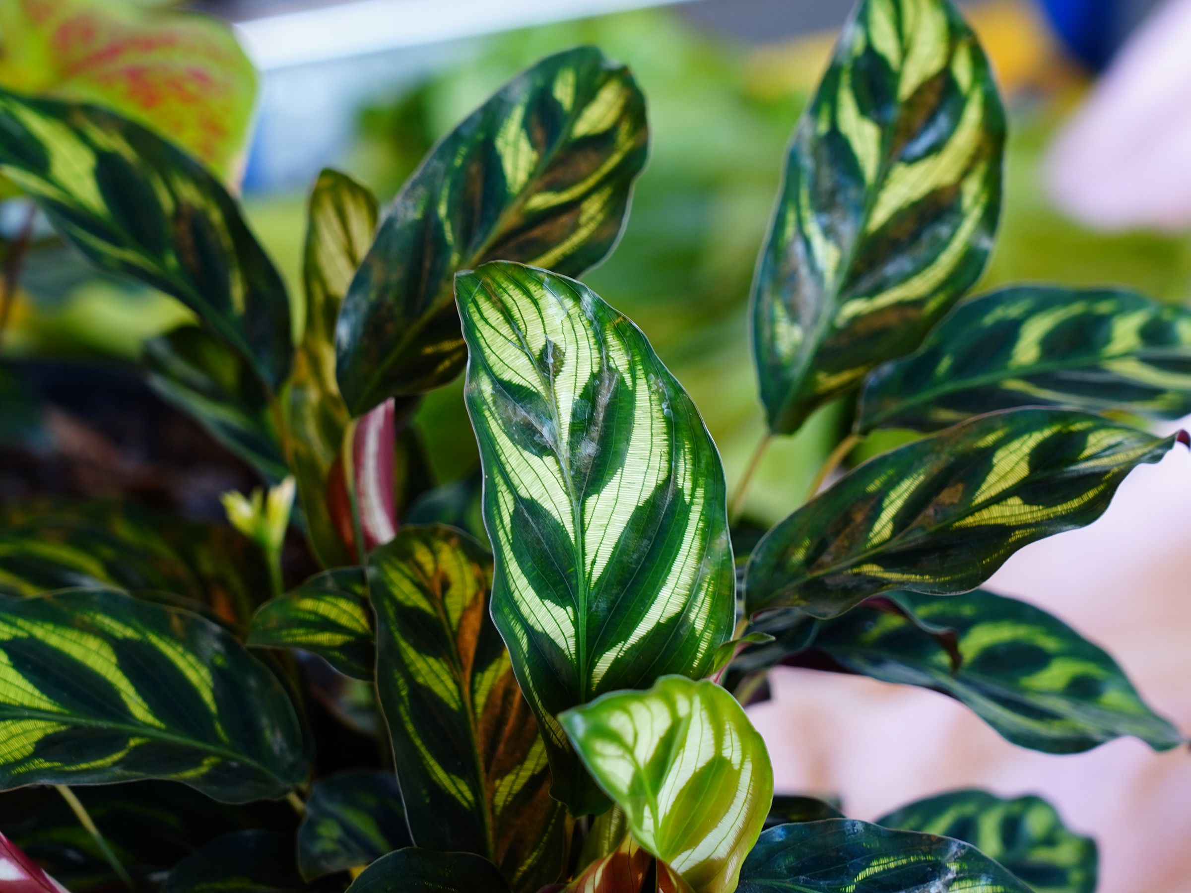 Calathea plant care and growing guide | Gardeningetc