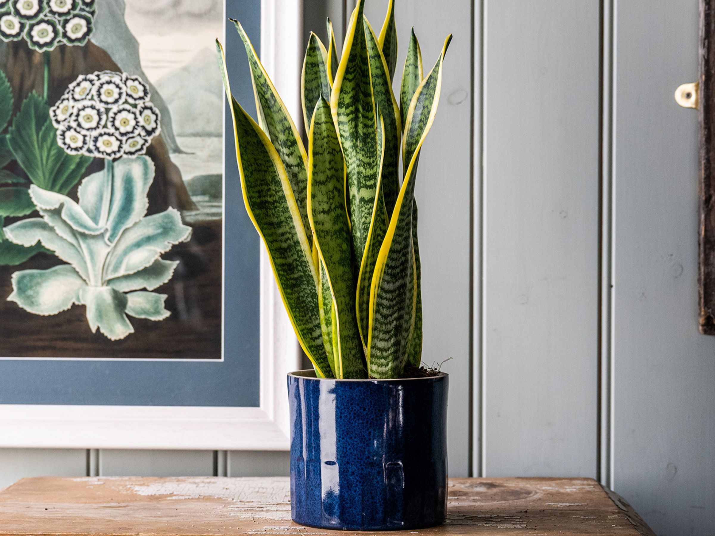 big snake plants Green Snake Plant: Sansevieria trifasciata 'Zeylanica' - 14 inch pot main image 1