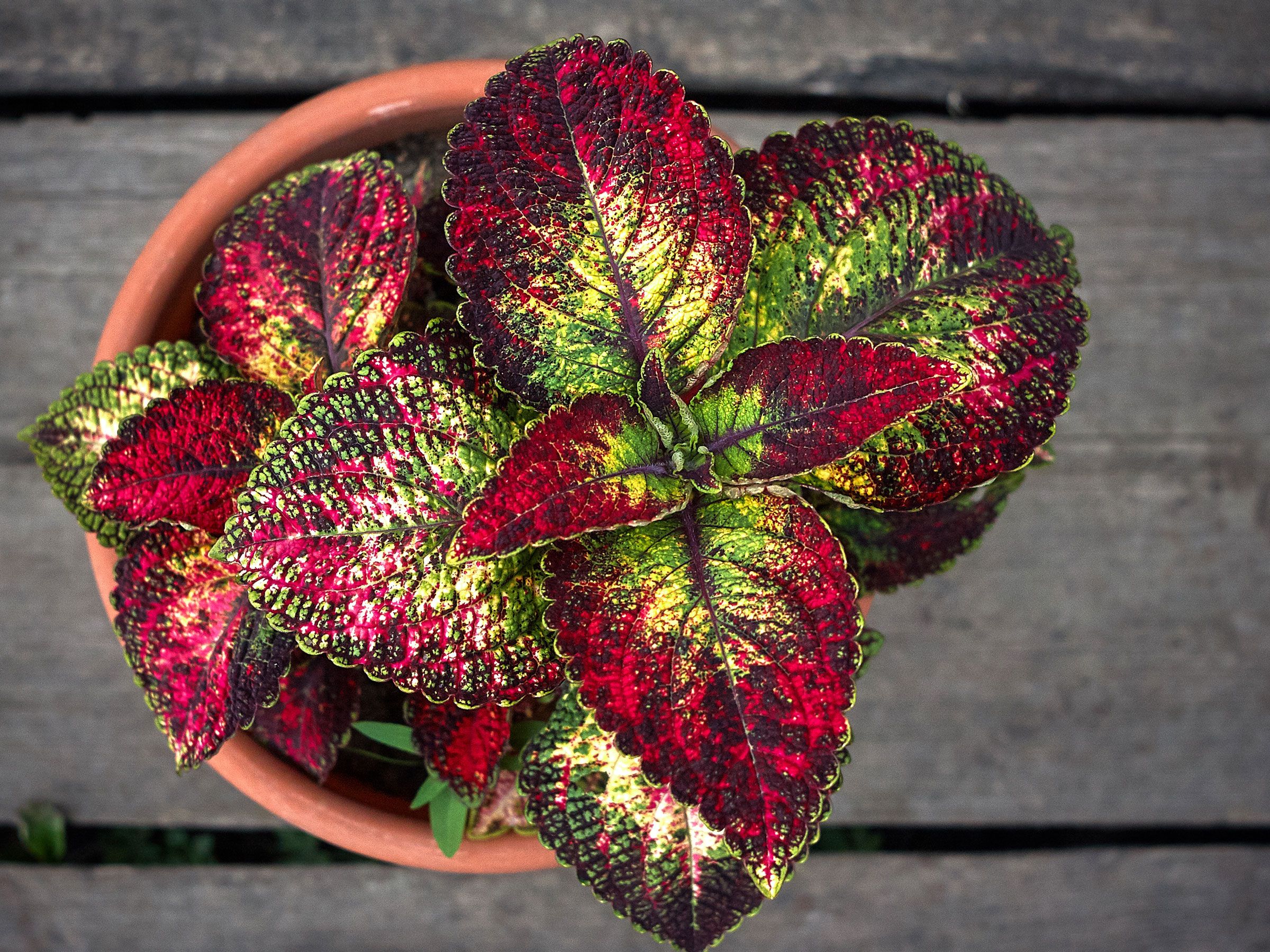 Coleus propagation: how to get more plants | Gardeningetc