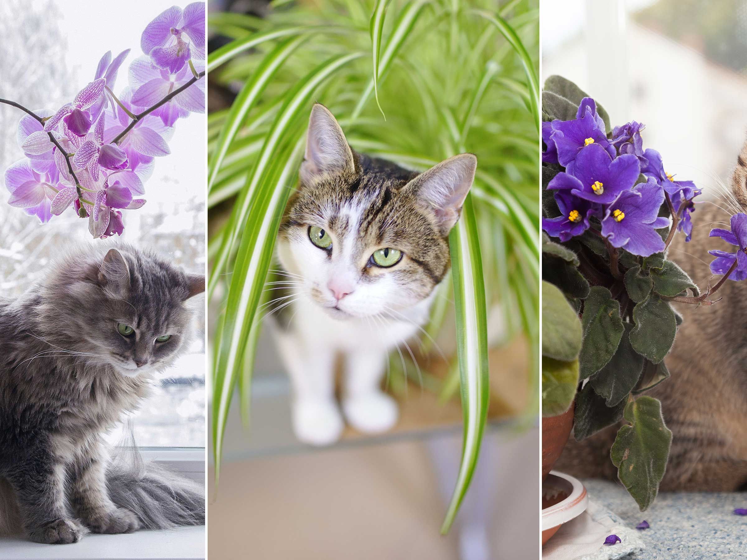 10 houseplants that are not toxic to cats  plus pro advice | Real Homes