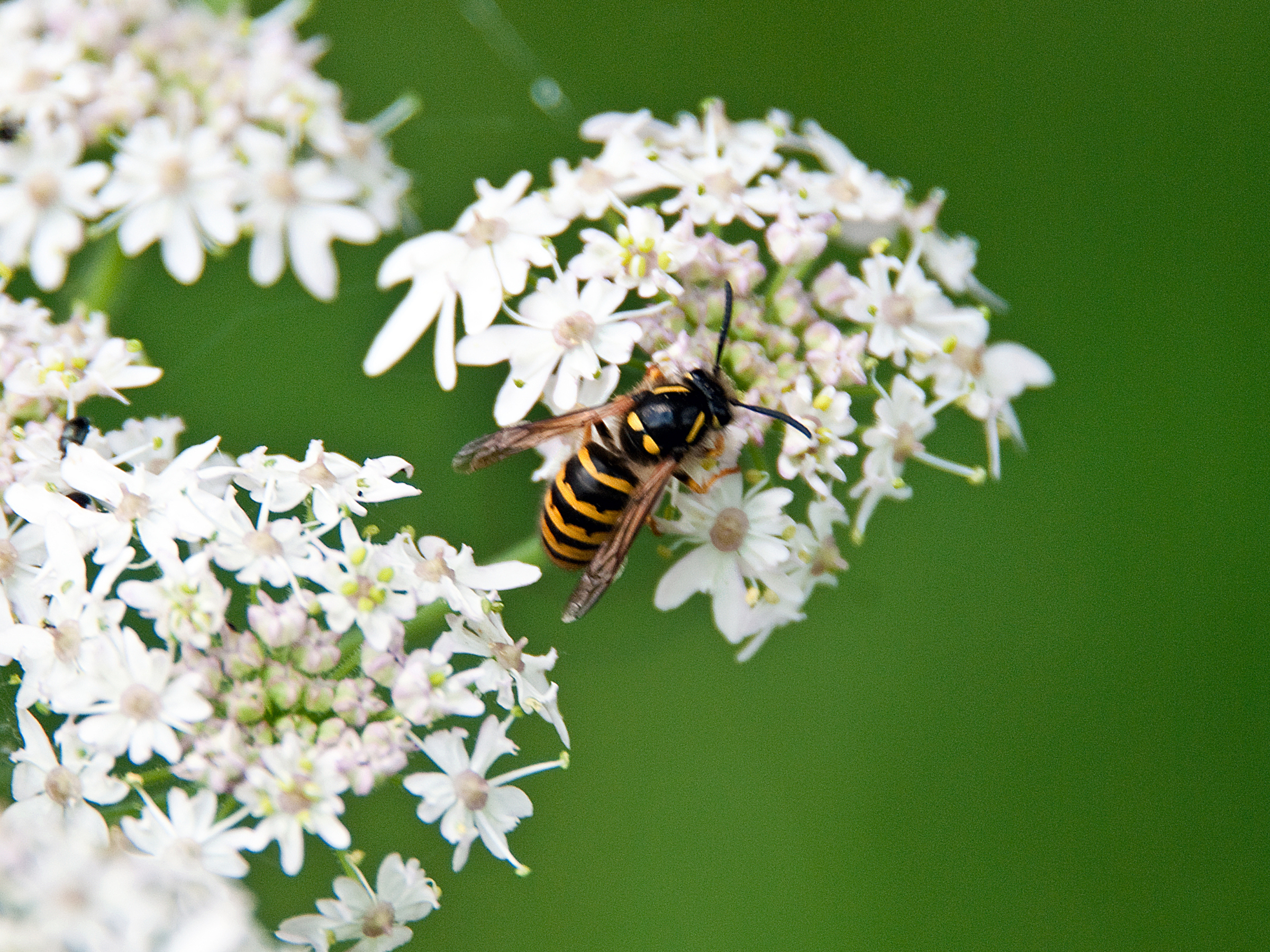 3 scents experts swear by to deter wasps from your home