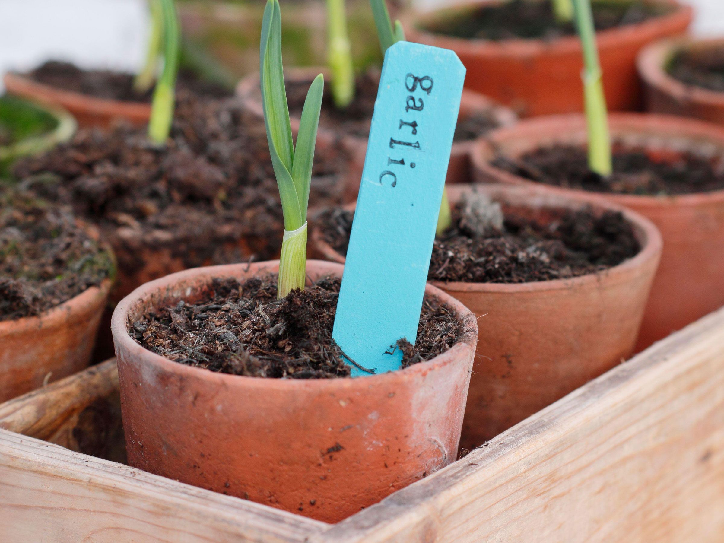 How to grow garlic indoors | Real Homes