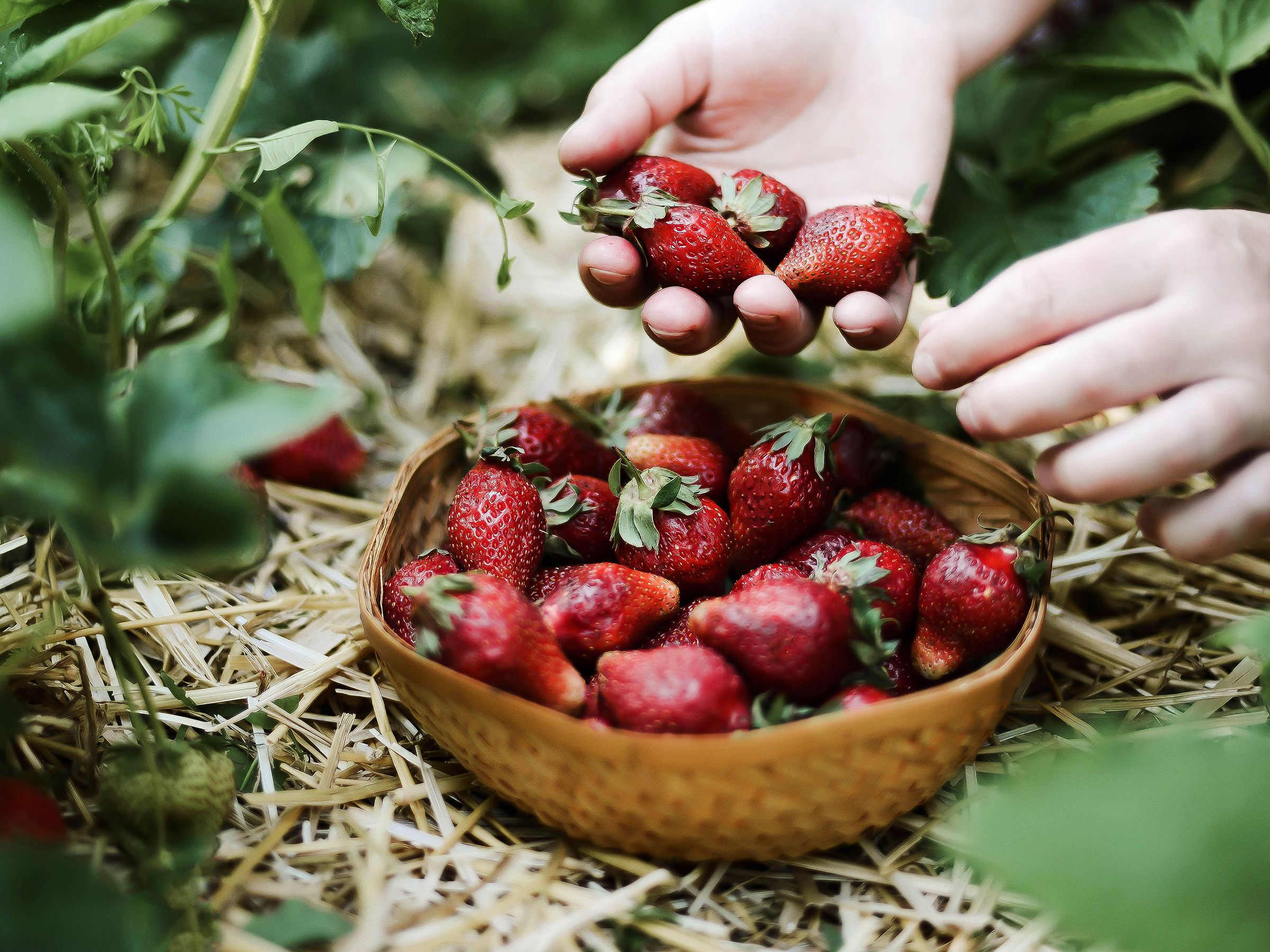 How to harvest strawberry seeds to get free plants | Gardeningetc