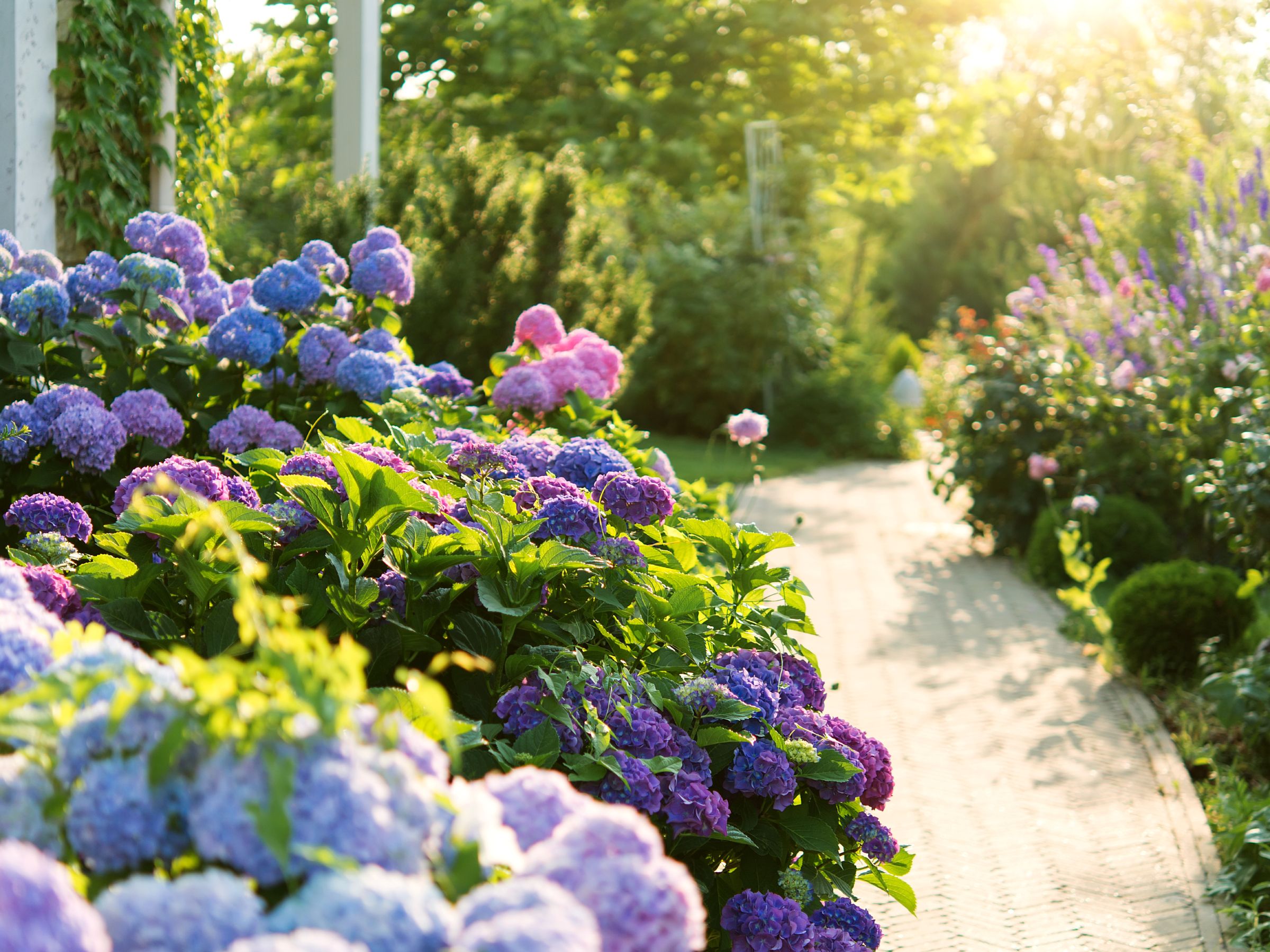 【Hydrangea】 Hydrangea Eclipse - Bigleaf Hydrangea - Sugar Creek Gardens