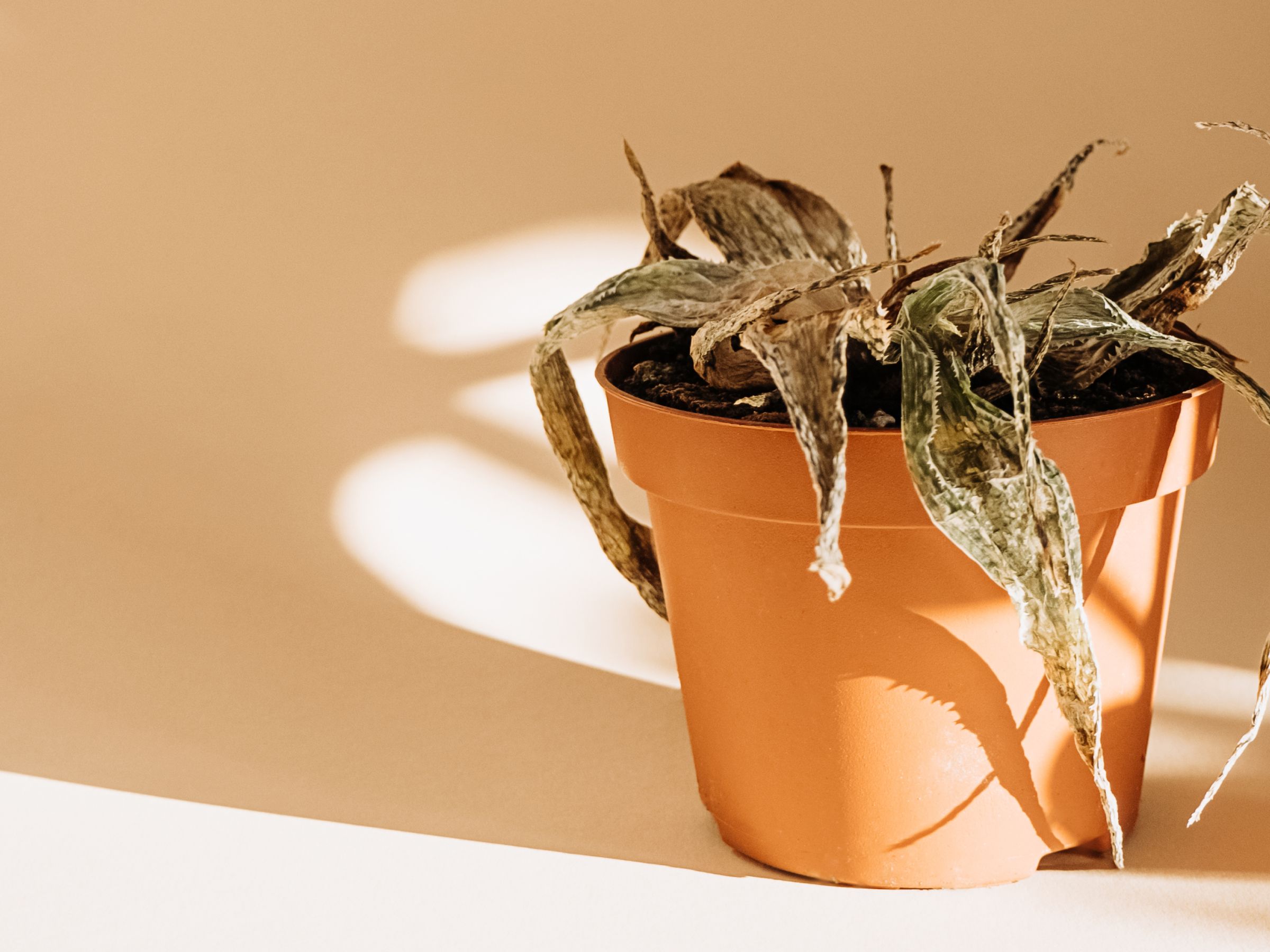 Causes And Solutions For A Browning Aloe Plant | Gardening Know How