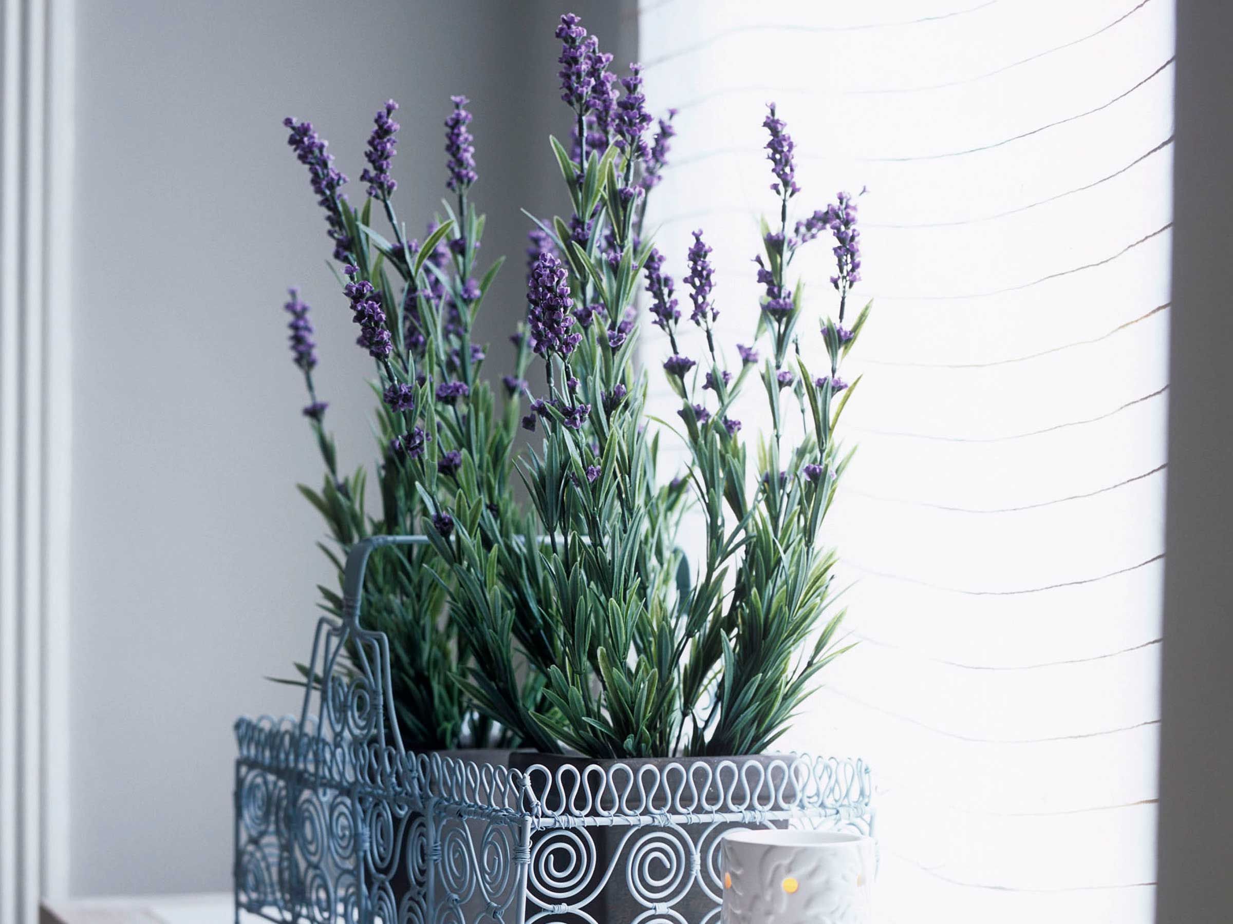 Can I grow lavender indoors? Expert tips for healthy plants | Ideal Home
