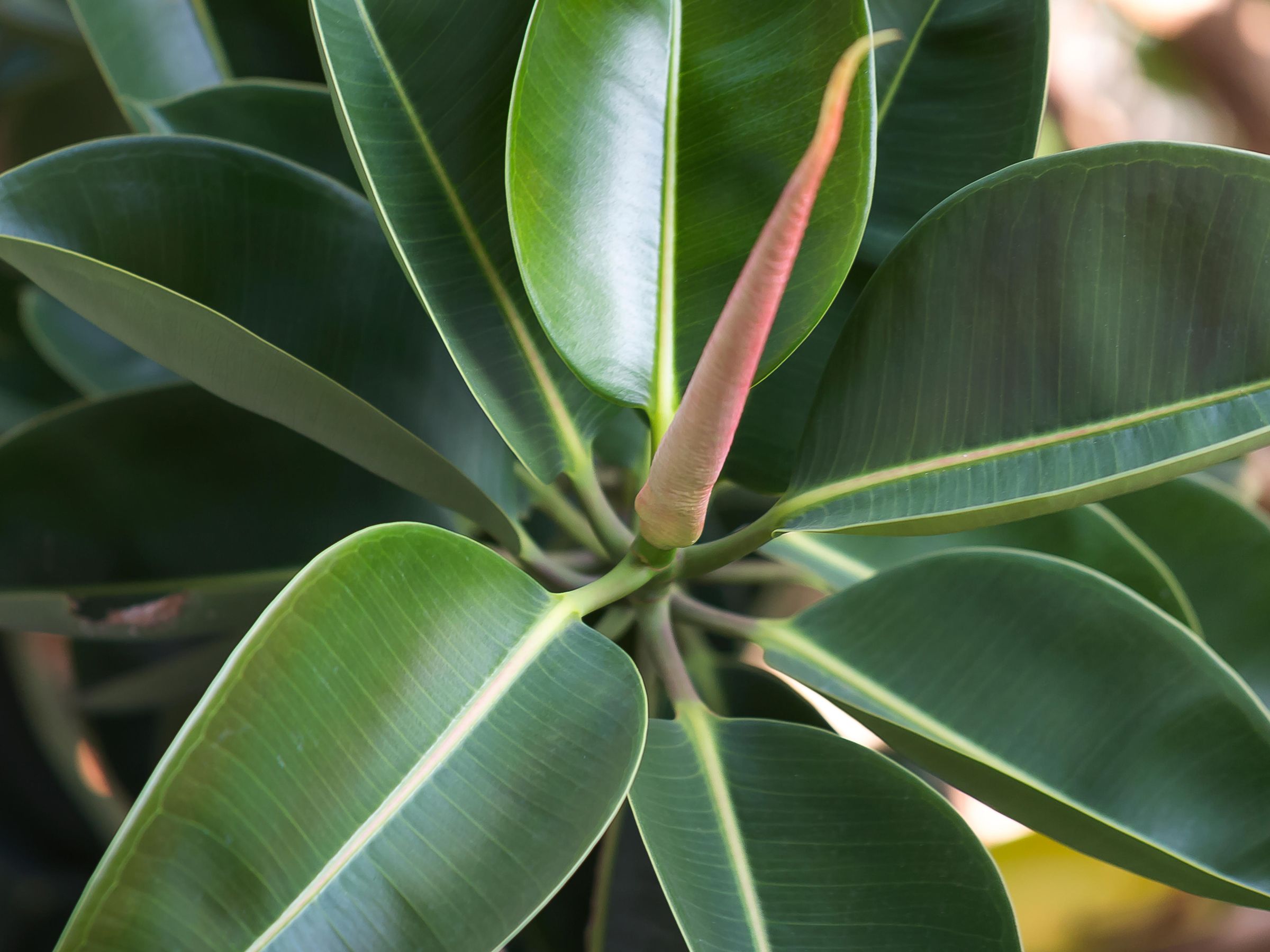 Houseplant clinic: why is my rubber plant dropping leaves? | Gardeningetc
