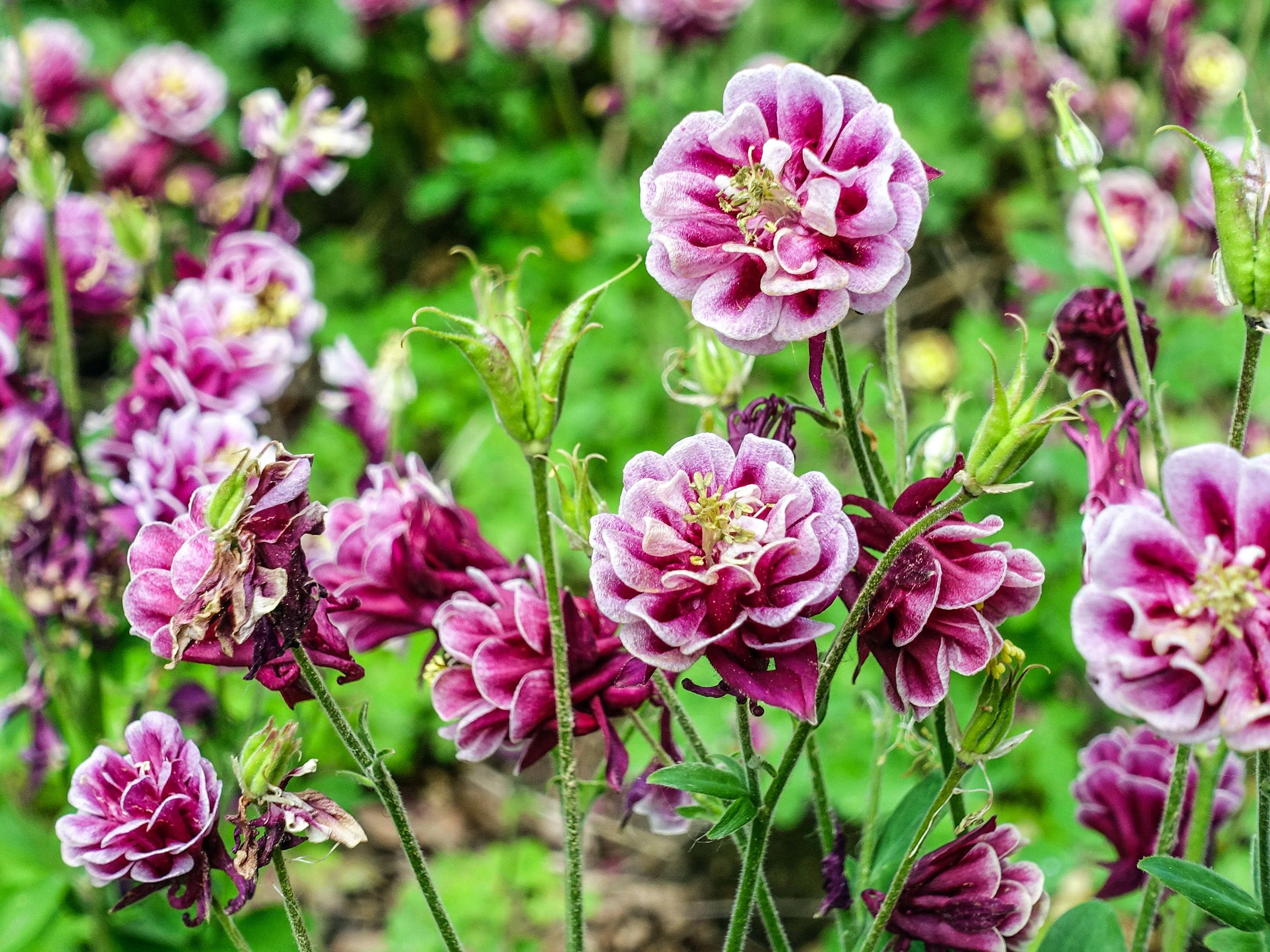 Columbine care and growing guide: expert tips on aquilegia | Gardeningetc