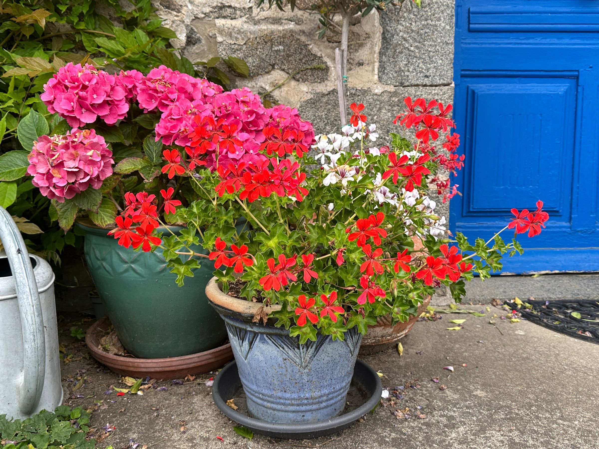 8 drought-tolerant plants for front garden pots | Ideal Home