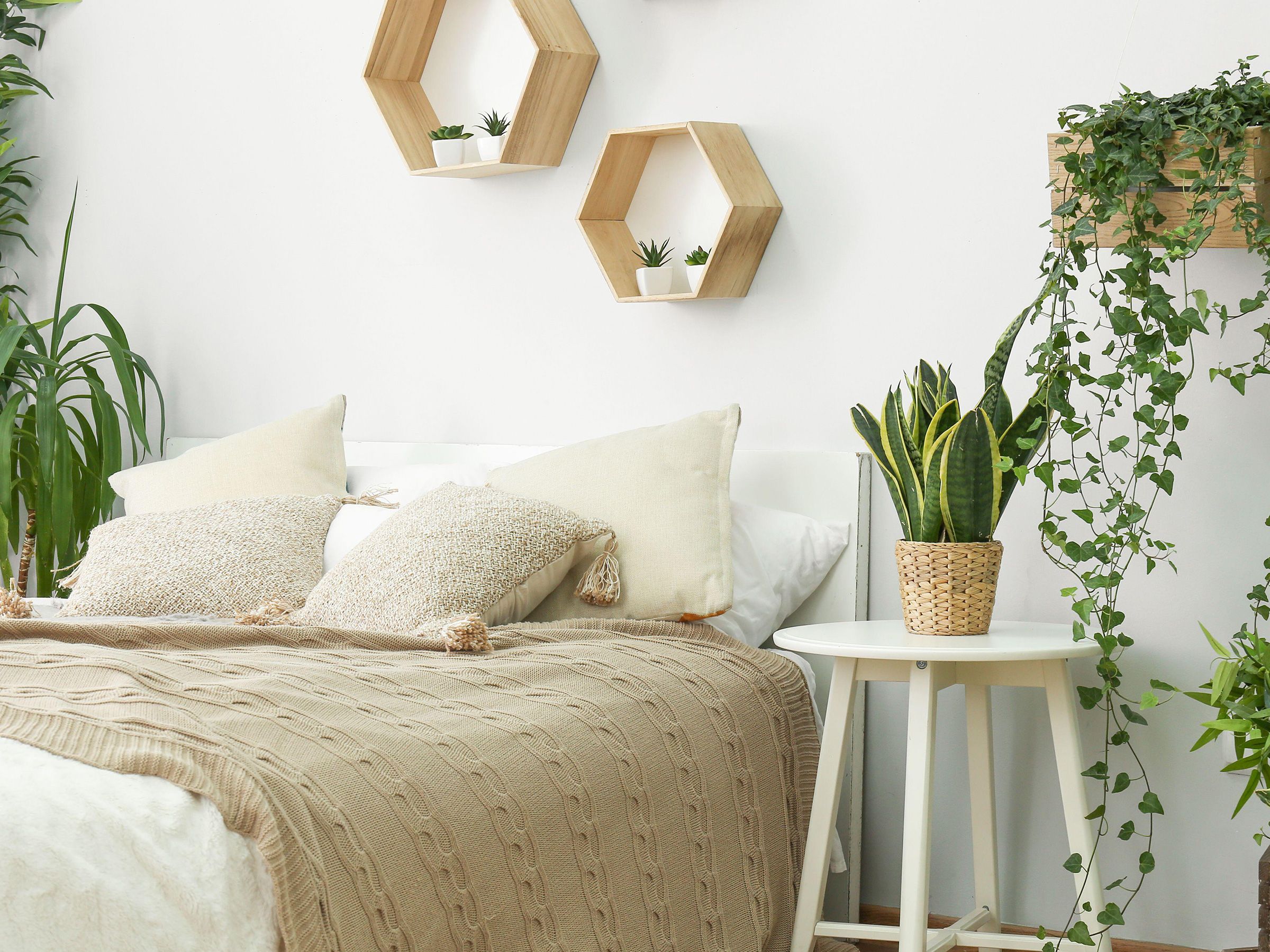 Best plants for bedrooms: 11 leafy options for calm sleeping spaces |  Gardeningetc
