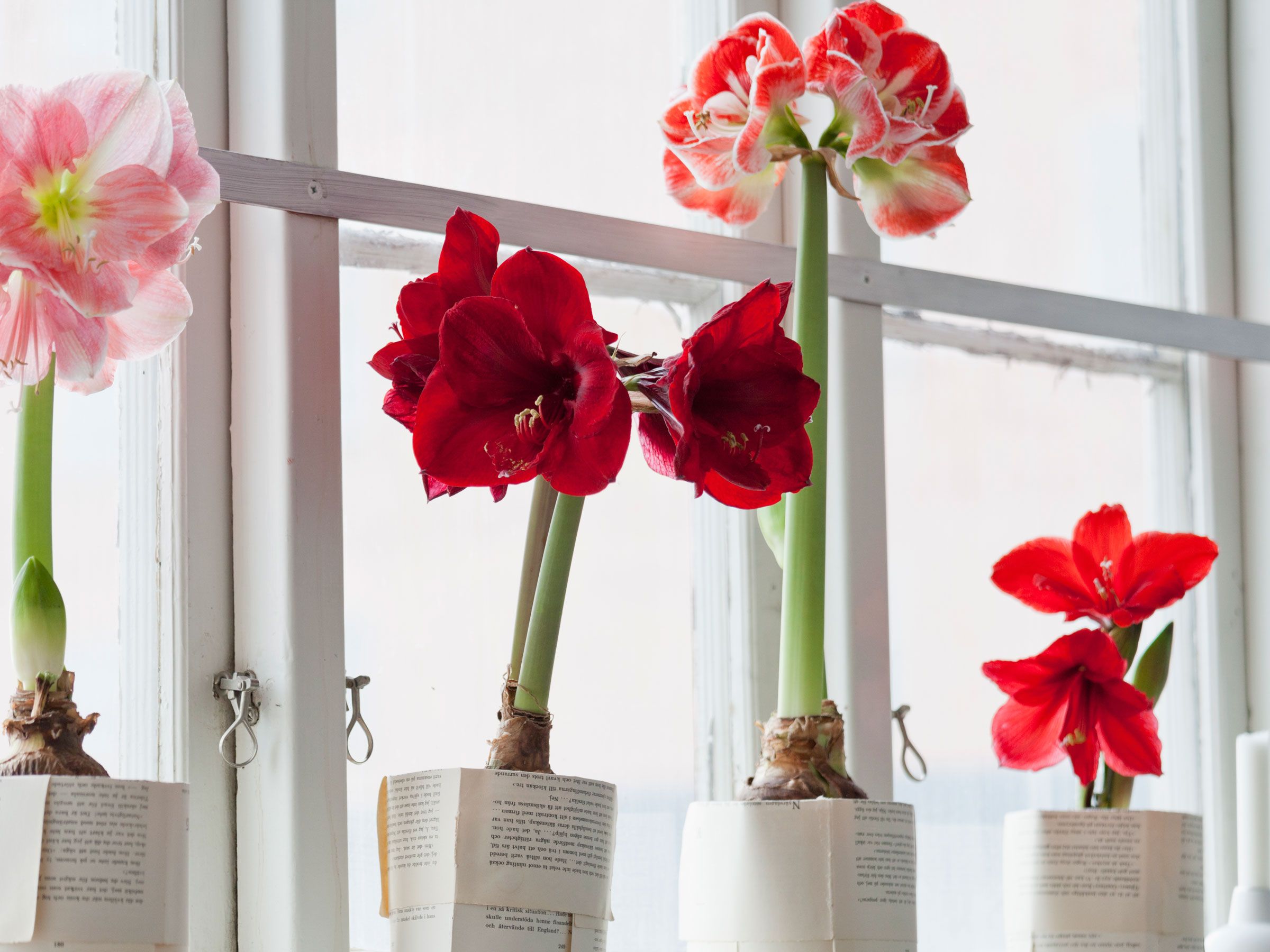 Bulbo Di Amaryllis Perenne – Fiore Veloce E Longevo Per Vasi E Giardini