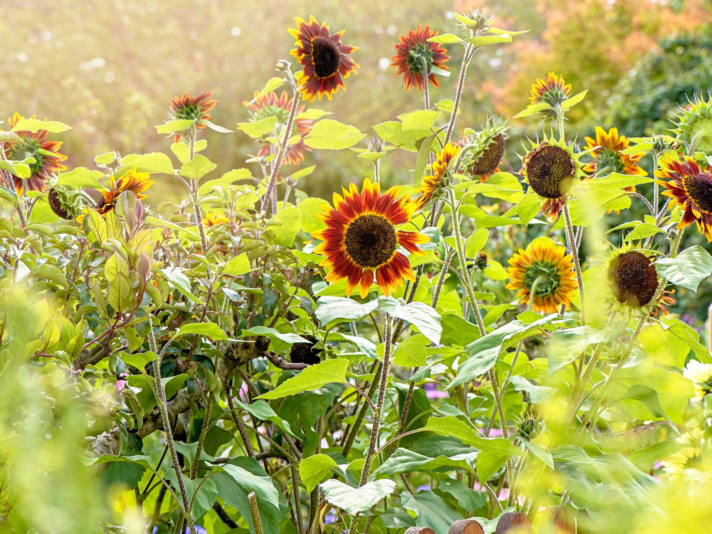 Lemon Queen Sunflower Seeds For Planting - Plant & Grow