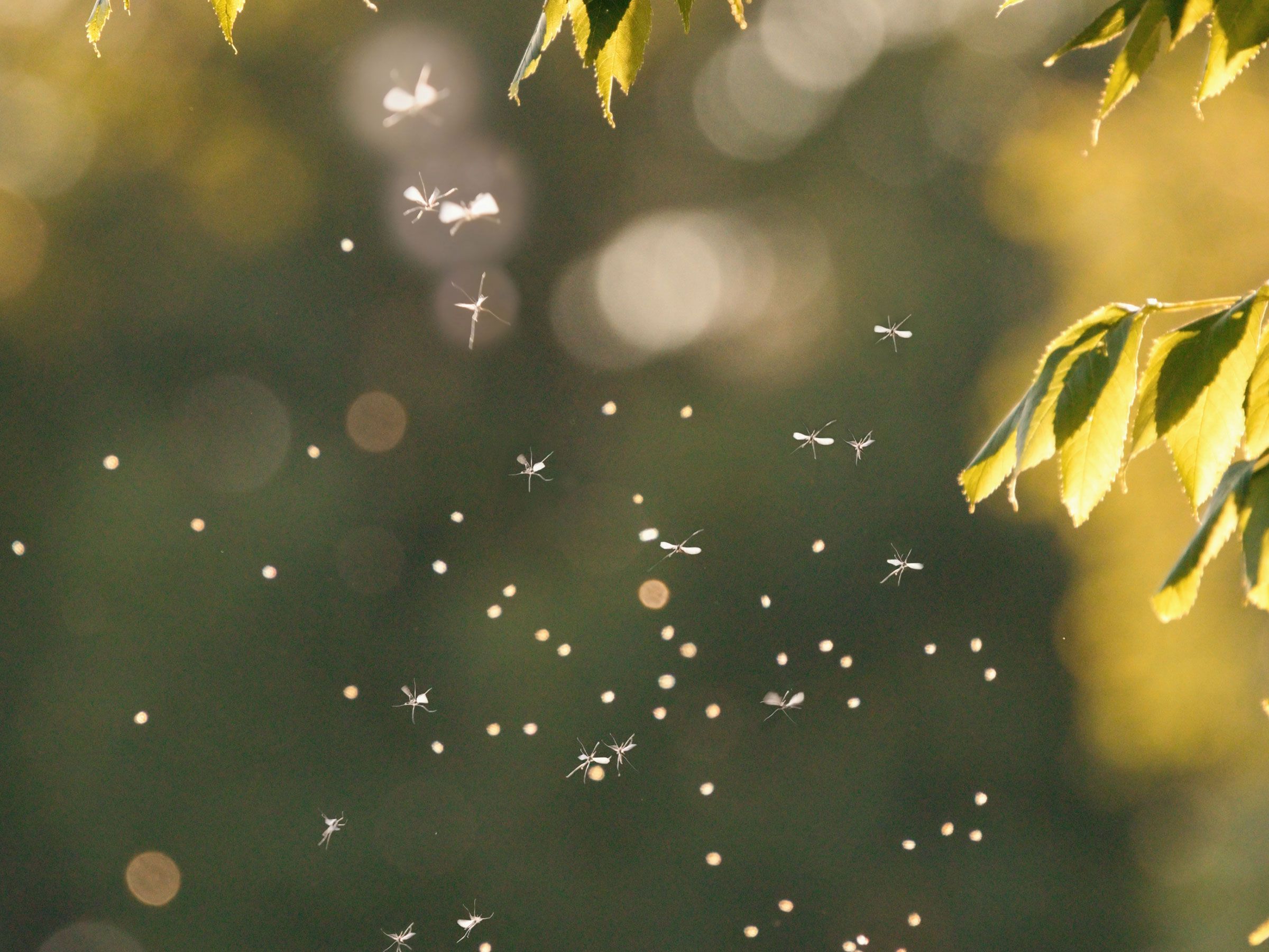 Does smoke keep mosquitoes away? Experts say yes – but with exceptions